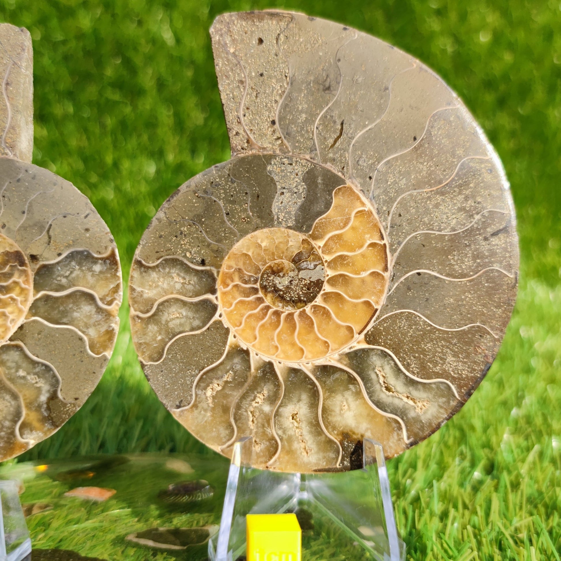 Beautiful cut and polished ammonite fossil - North Yorkshire Fossils