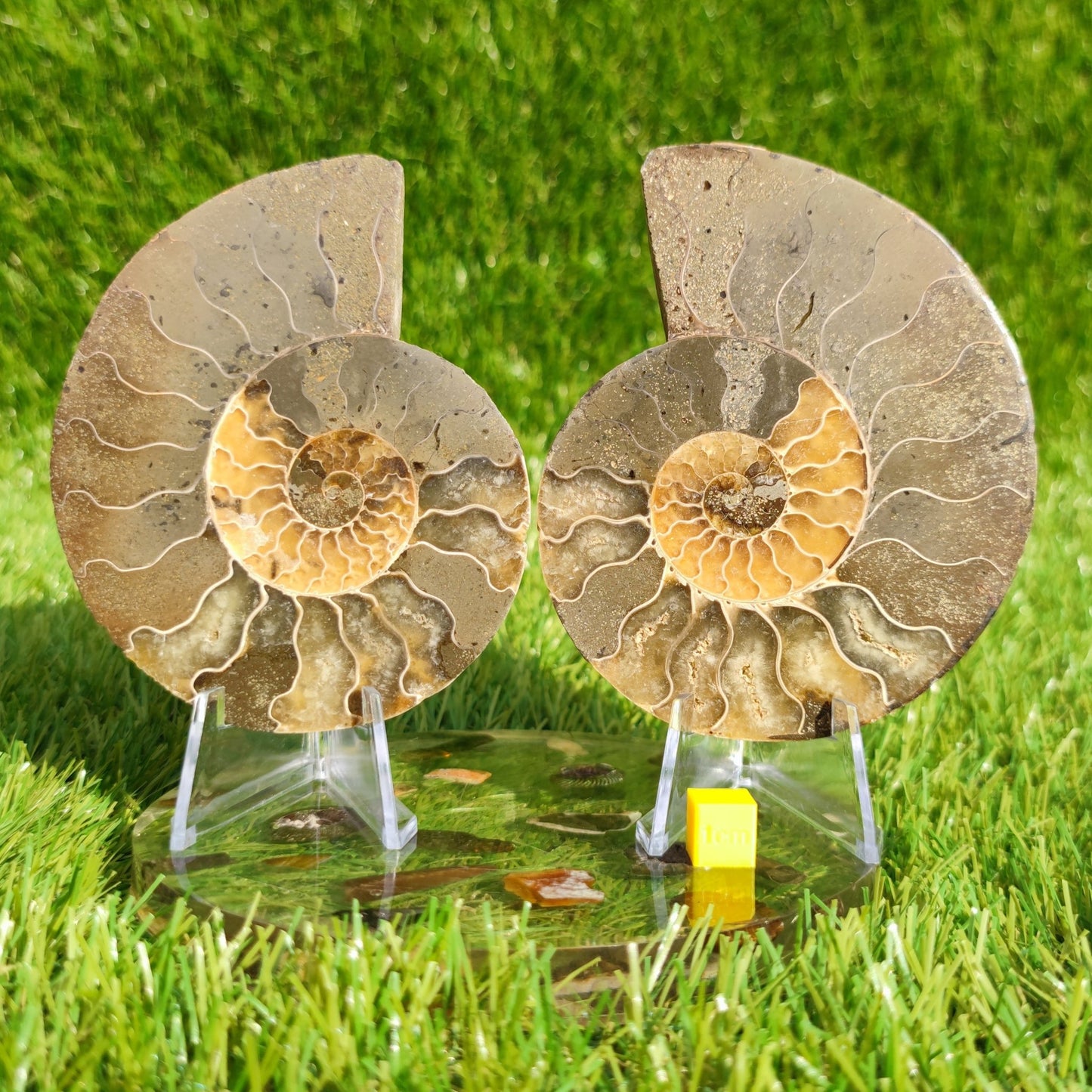 Beautiful cut and polished ammonite fossil - North Yorkshire Fossils
