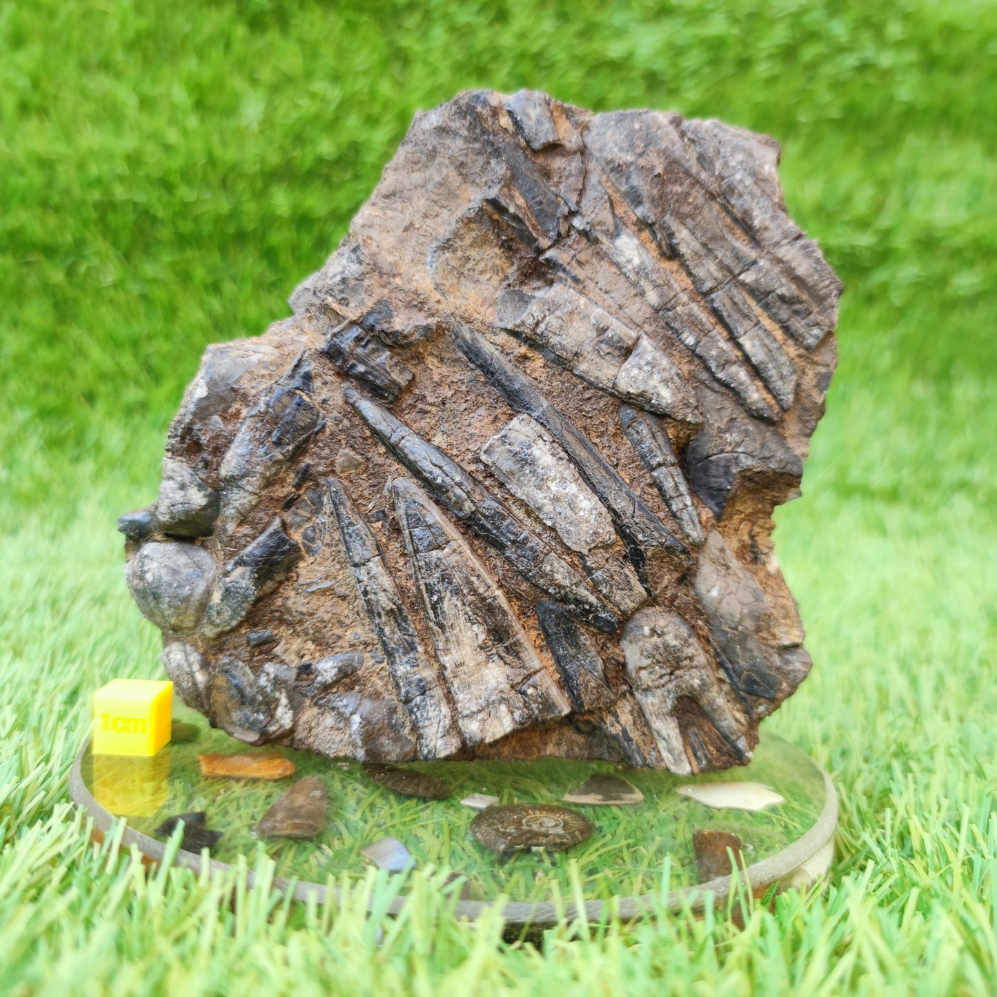 Belemnite battlefield/ deathbed North Yorkshire fossils - North Yorkshire Fossils