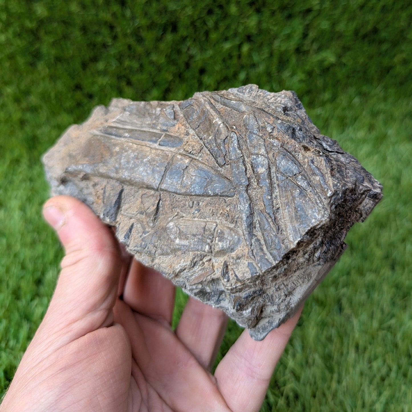 Belemnite battlefield/ deathbed North Yorkshire fossils - North Yorkshire Fossils