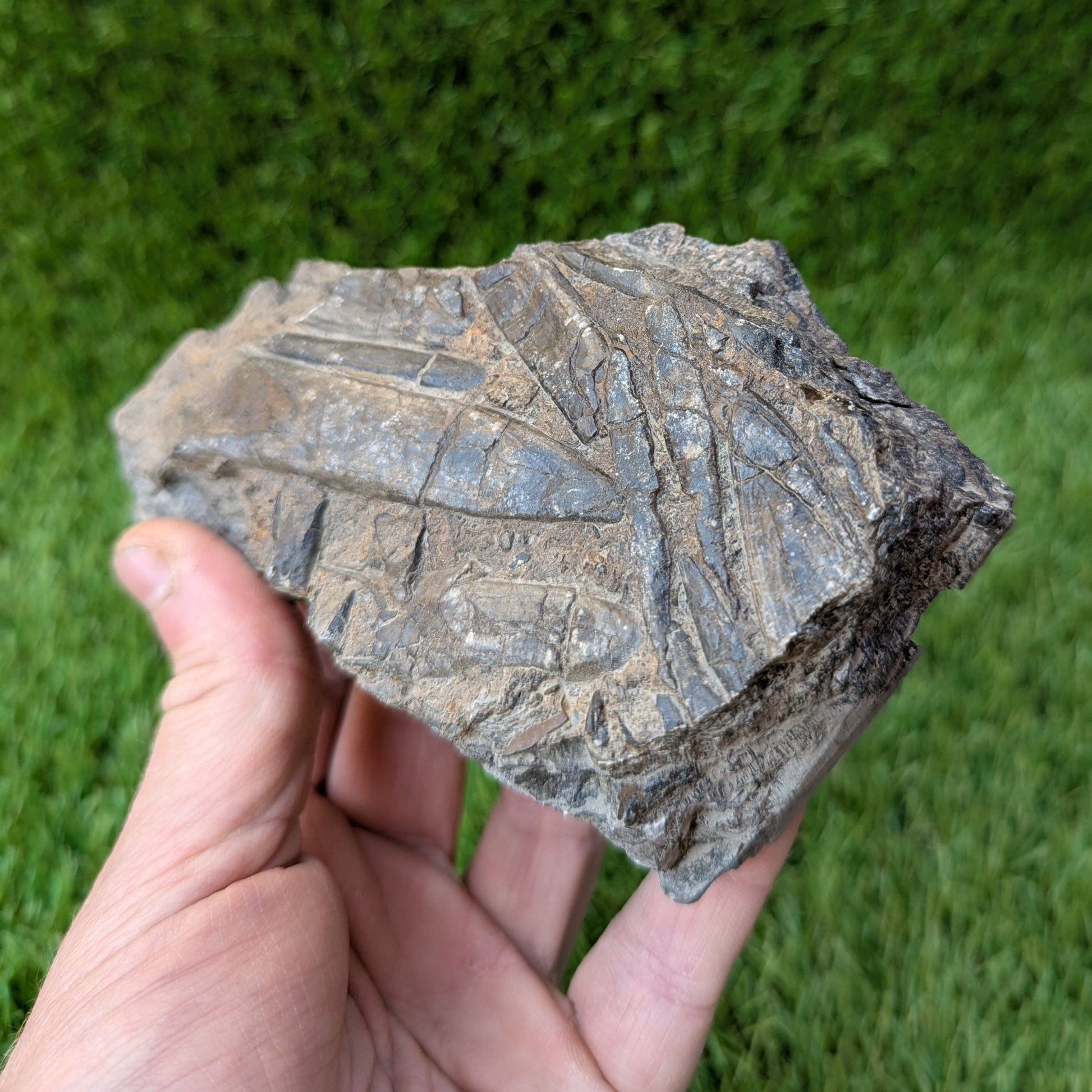 Belemnite battlefield/ deathbed North Yorkshire fossils - North Yorkshire Fossils