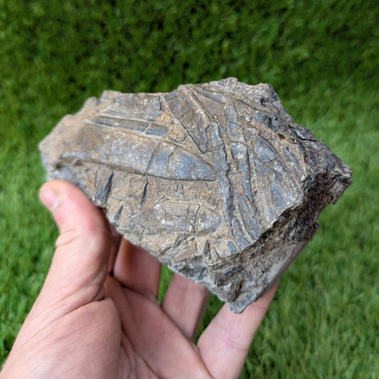 Belemnite battlefield/ deathbed North Yorkshire fossils - North Yorkshire Fossils
