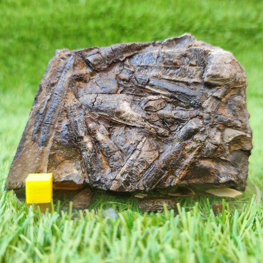 Belemnite battlefield/ deathbed North Yorkshire fossils - North Yorkshire Fossils