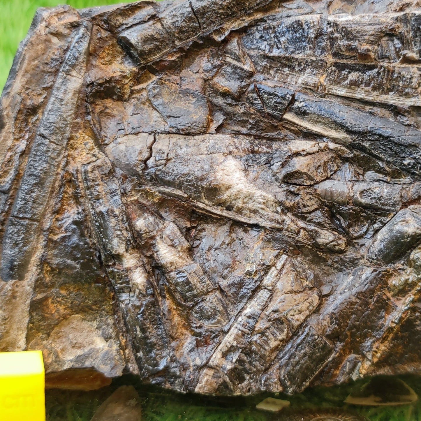 Belemnite battlefield/ deathbed North Yorkshire fossils - North Yorkshire Fossils