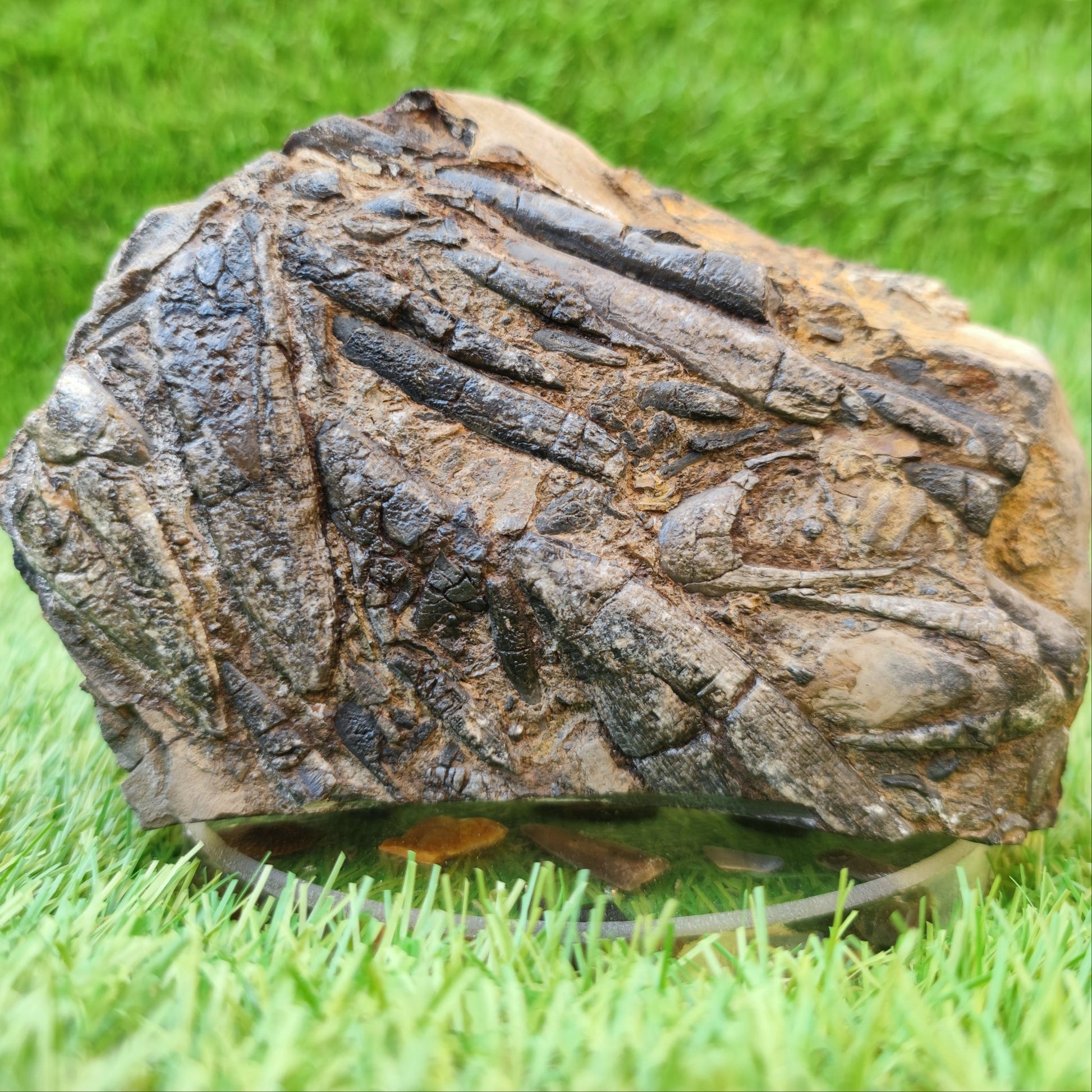 Belemnite battlefield/ deathbed North Yorkshire fossils - North Yorkshire Fossils