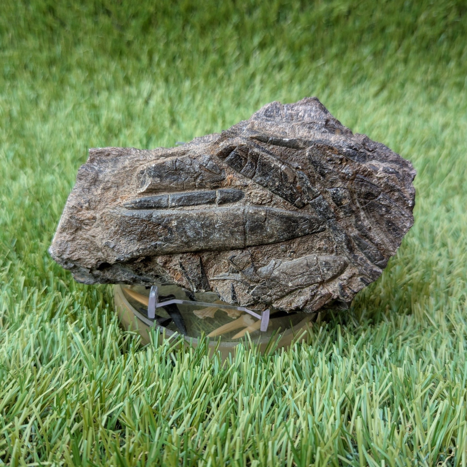 Belemnite battlefield/ deathbed North Yorkshire fossils - North Yorkshire Fossils