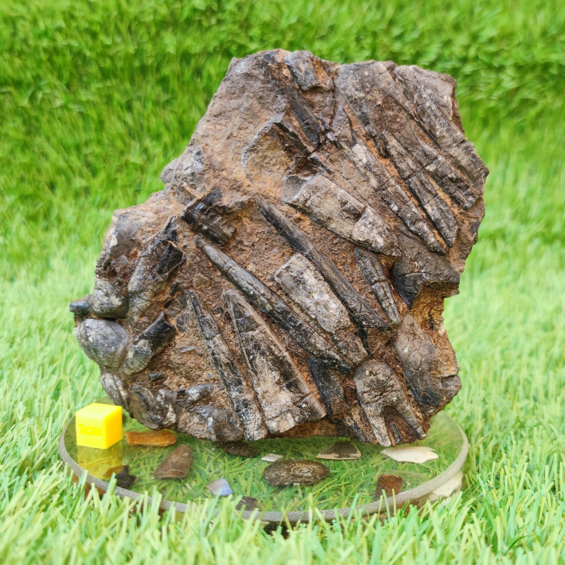 Belemnite battlefield/ deathbed North Yorkshire fossils - North Yorkshire Fossils