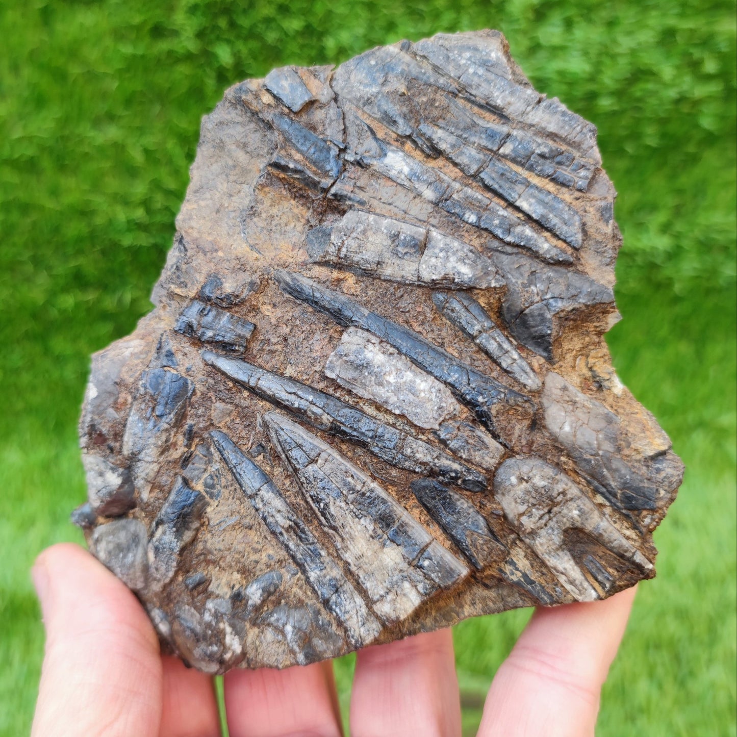 Belemnite battlefield/ deathbed North Yorkshire fossils - North Yorkshire Fossils