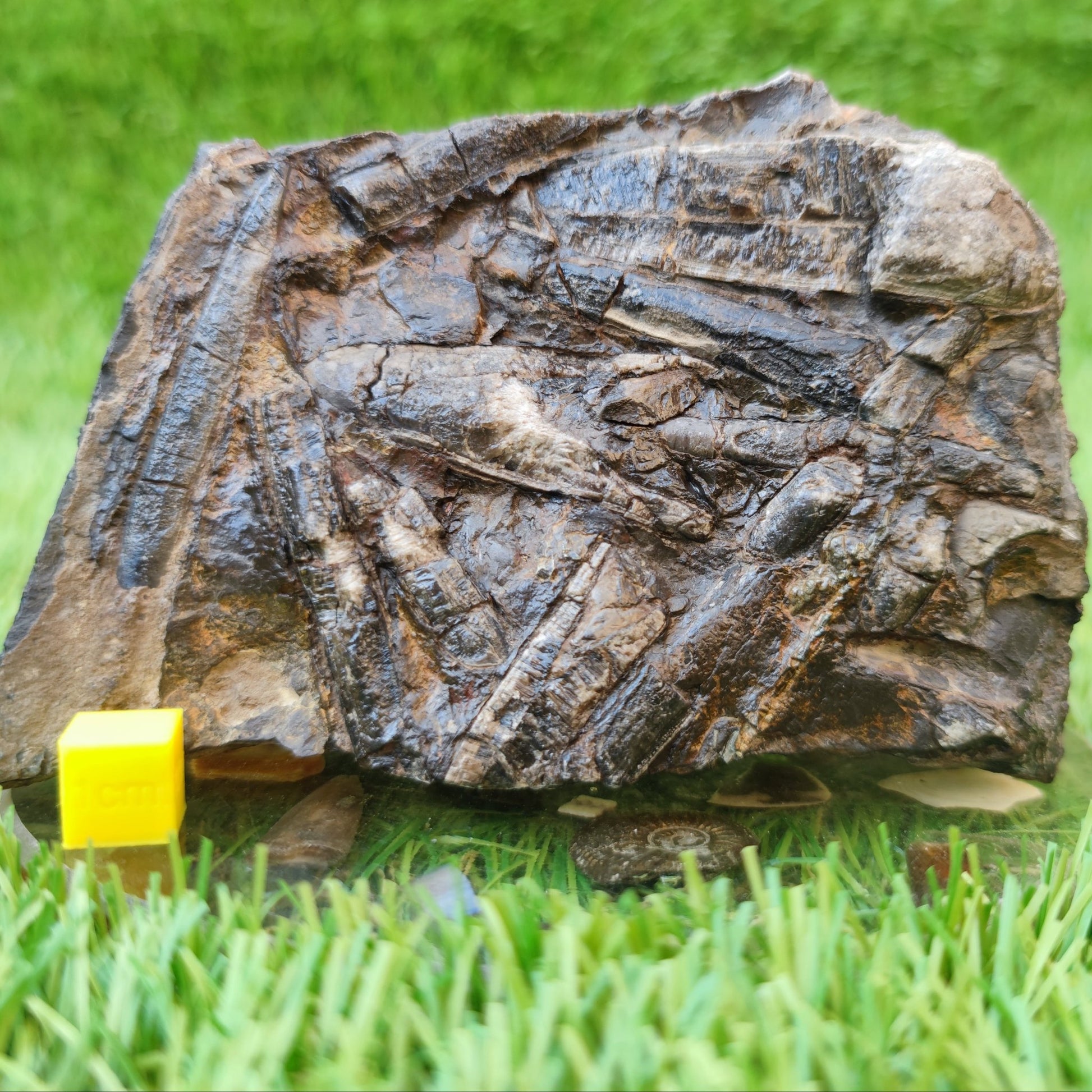 Belemnite battlefield/ deathbed North Yorkshire fossils - North Yorkshire Fossils