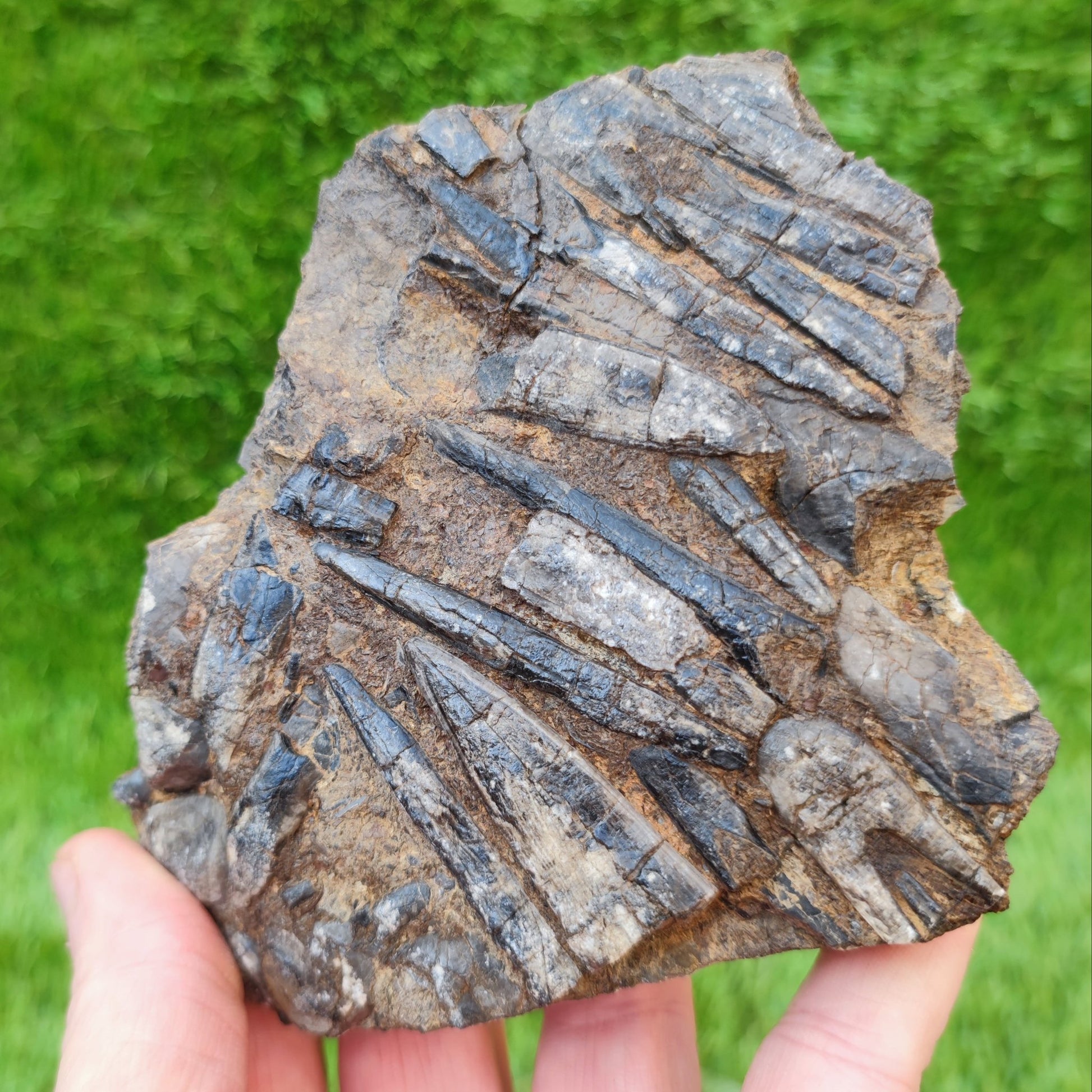Belemnite battlefield/ deathbed North Yorkshire fossils - North Yorkshire Fossils