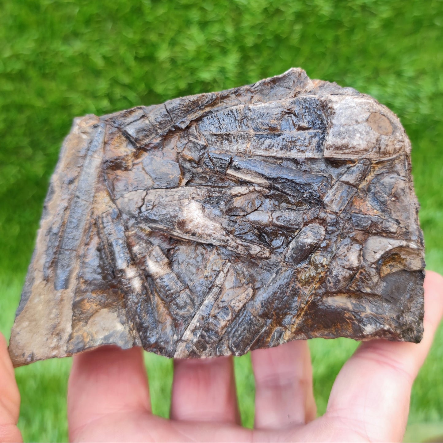 Belemnite battlefield/ deathbed North Yorkshire fossils - North Yorkshire Fossils