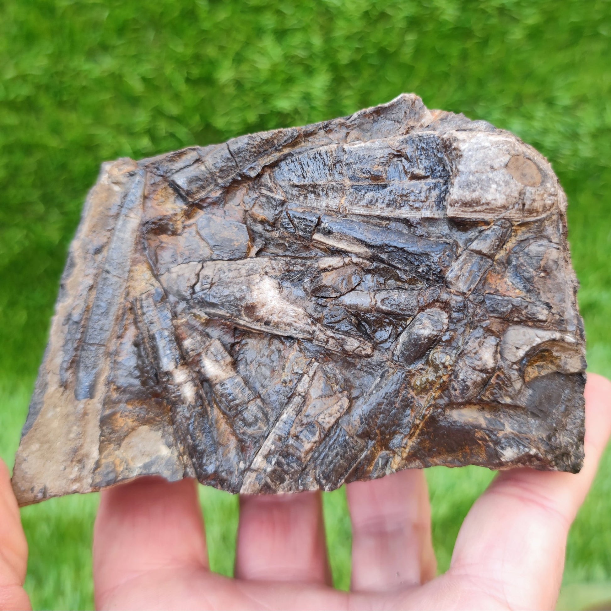 Belemnite battlefield/ deathbed North Yorkshire fossils - North Yorkshire Fossils