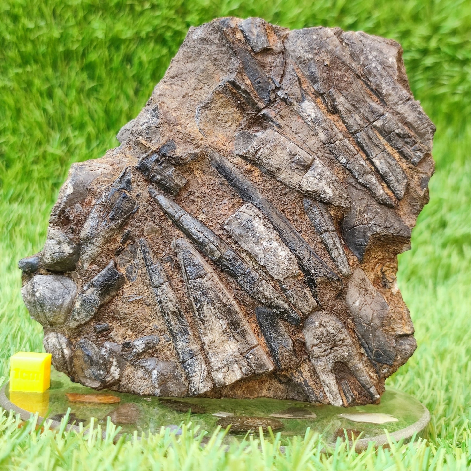 Belemnite battlefield/ deathbed North Yorkshire fossils - North Yorkshire Fossils