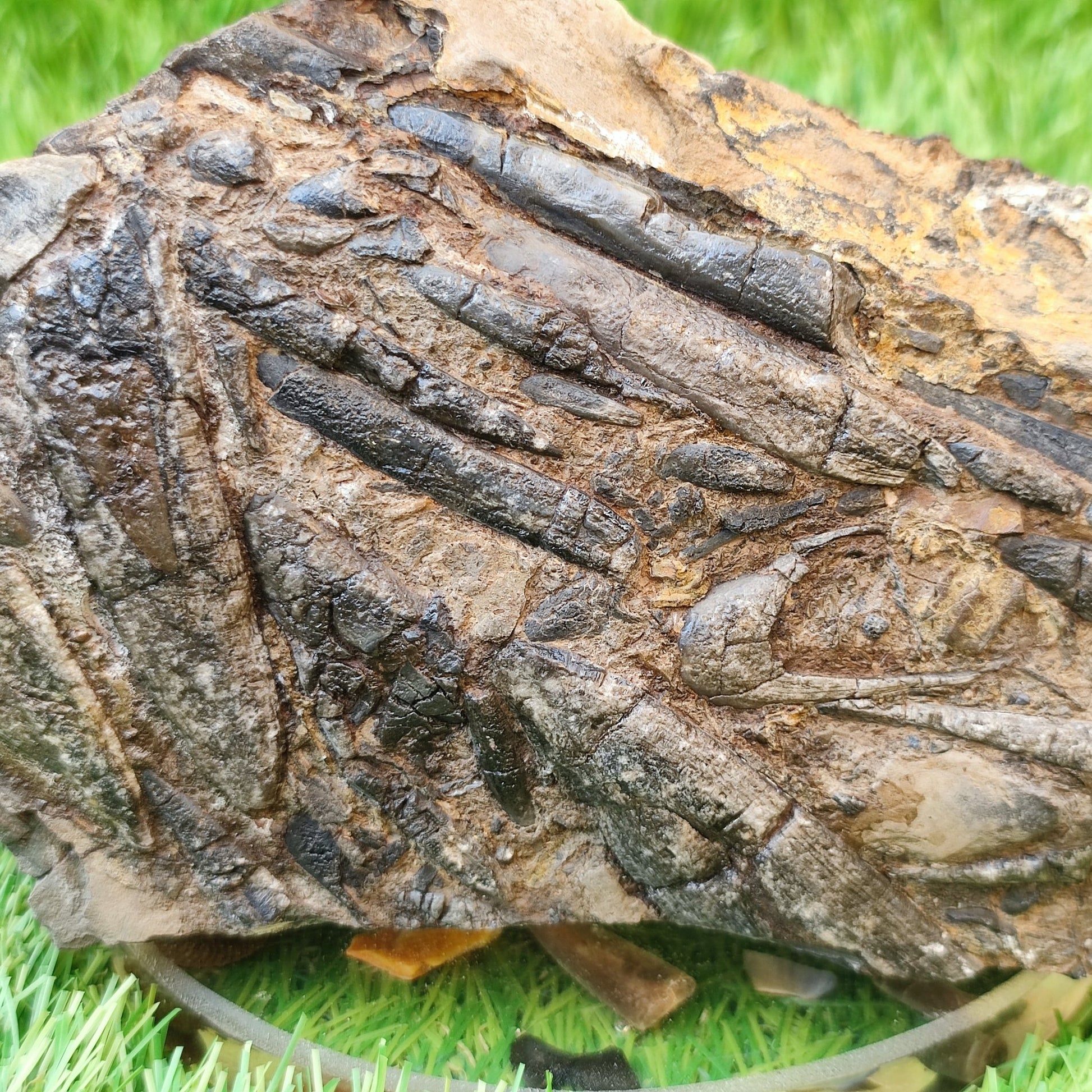 Belemnite battlefield/ deathbed North Yorkshire fossils - North Yorkshire Fossils