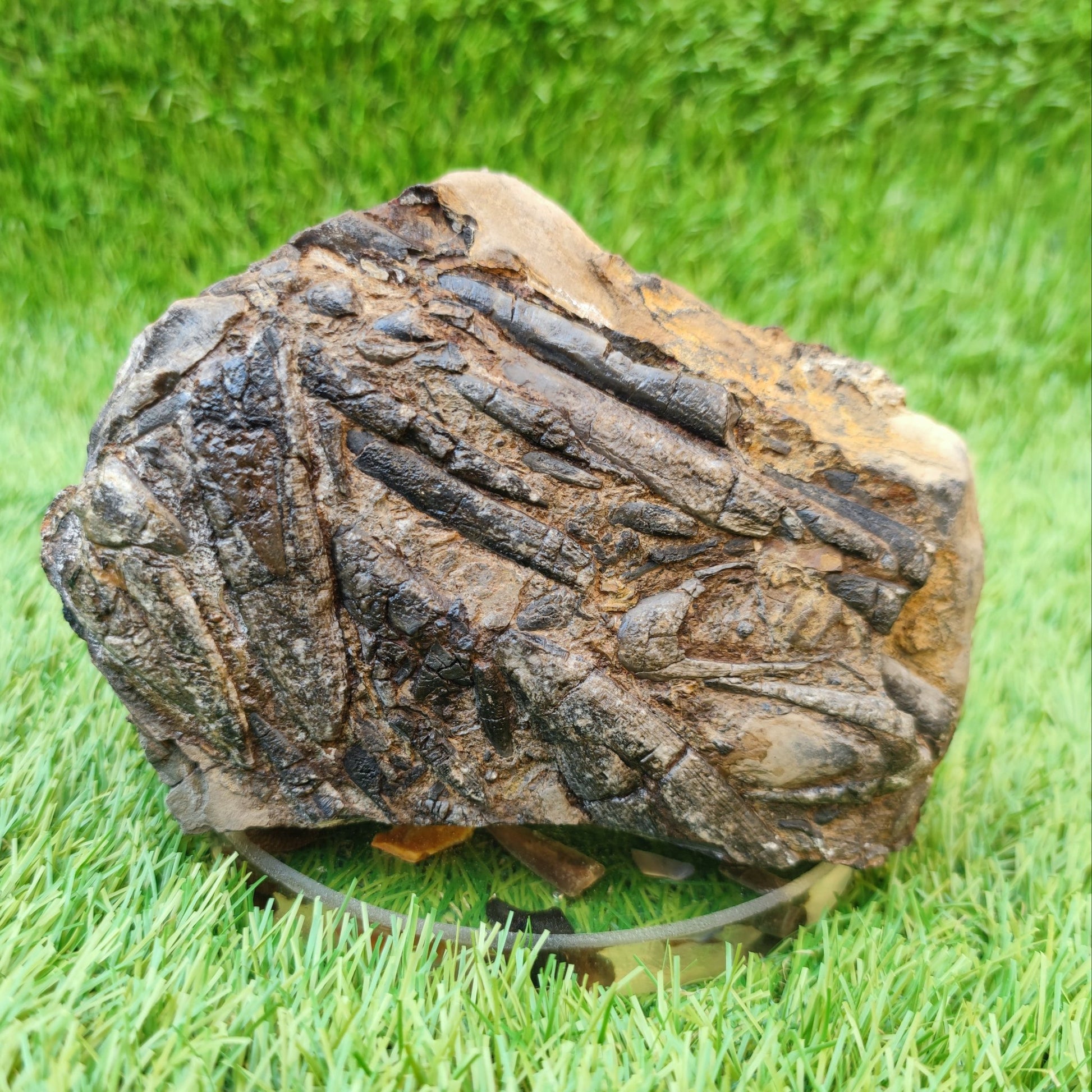 Belemnite battlefield/ deathbed North Yorkshire fossils - North Yorkshire Fossils