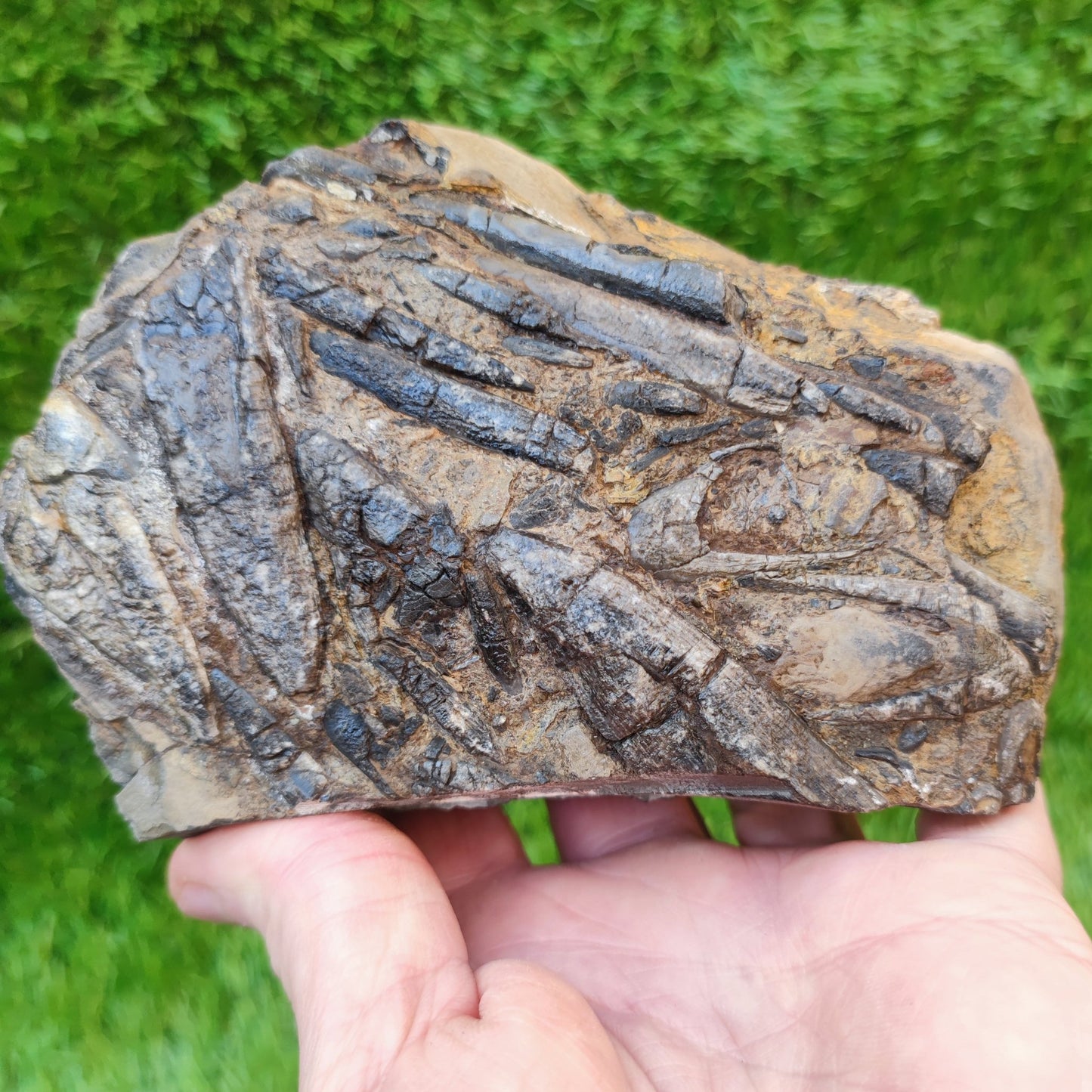 Belemnite battlefield/ deathbed North Yorkshire fossils - North Yorkshire Fossils