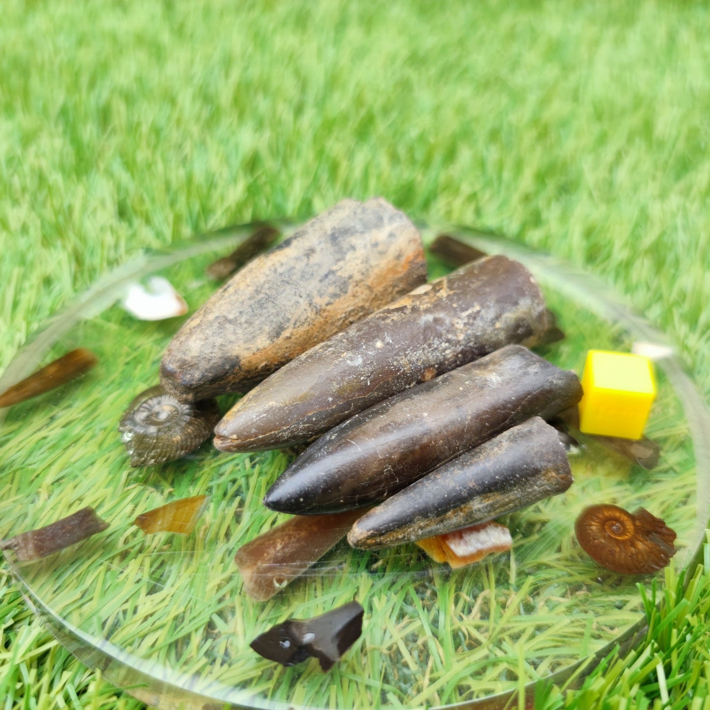 Belemnite fossil bundle of UK fossils - North Yorkshire Fossils