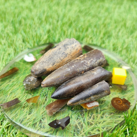 Belemnite fossil bundle of UK fossils - North Yorkshire Fossils