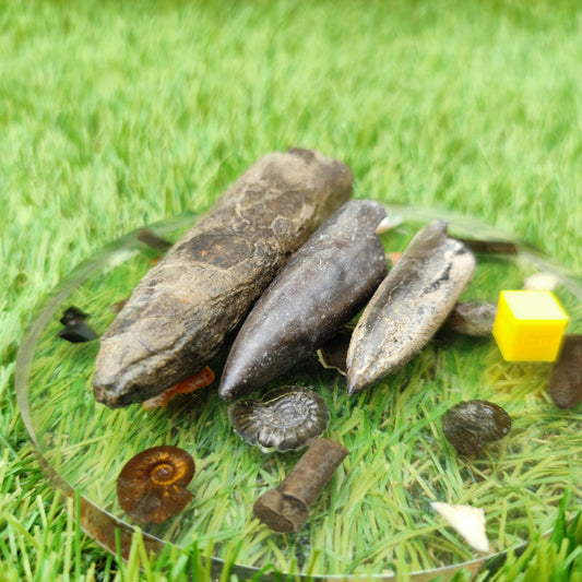 Belemnite fossil bundle of UK fossils - North Yorkshire Fossils