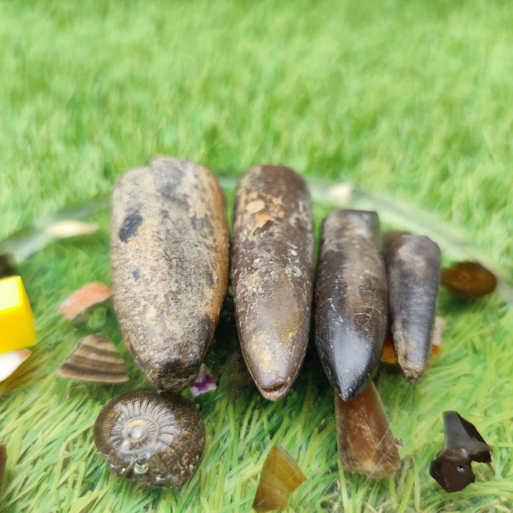 Belemnite fossil bundle of UK fossils - North Yorkshire Fossils