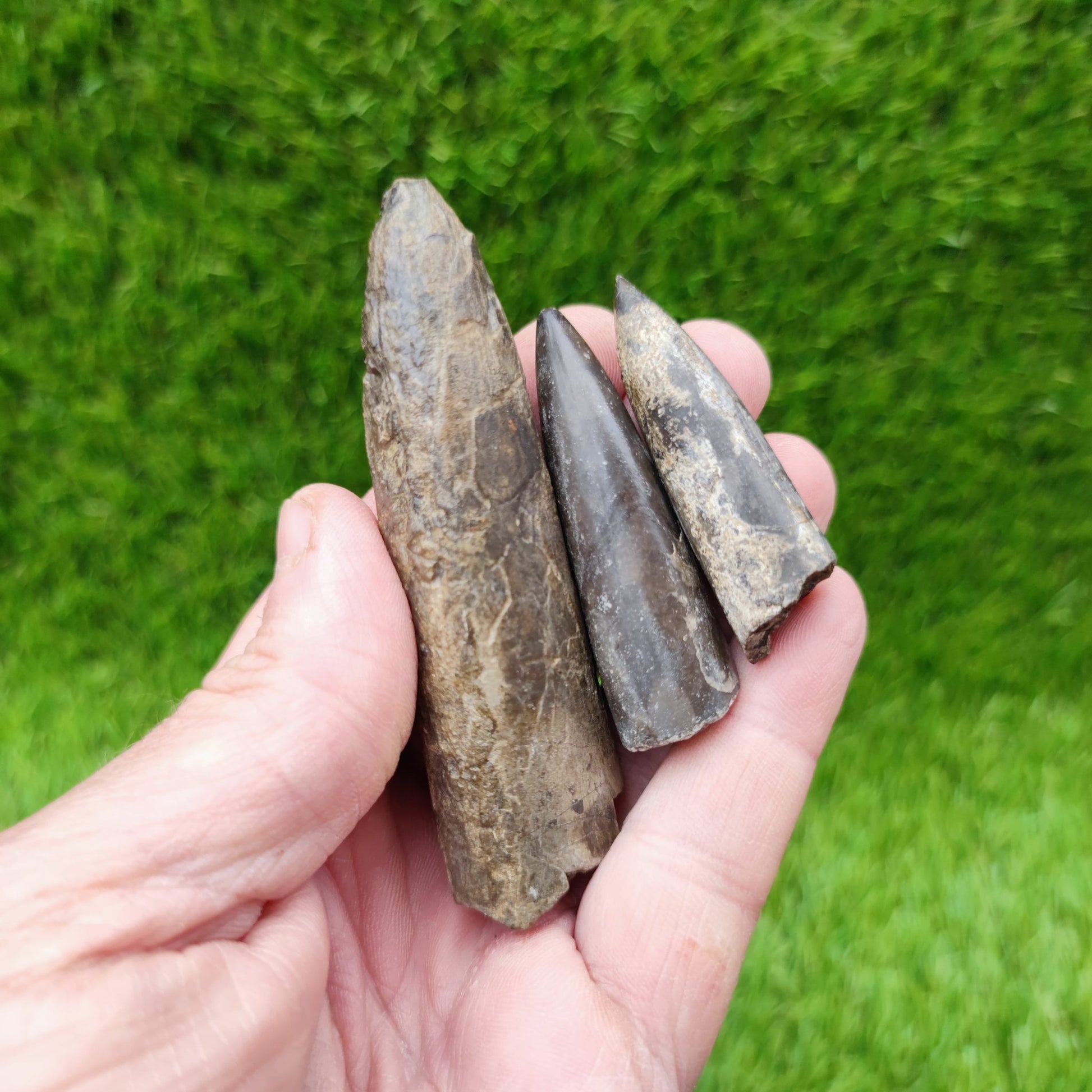 Belemnite fossil bundle of UK fossils - North Yorkshire Fossils