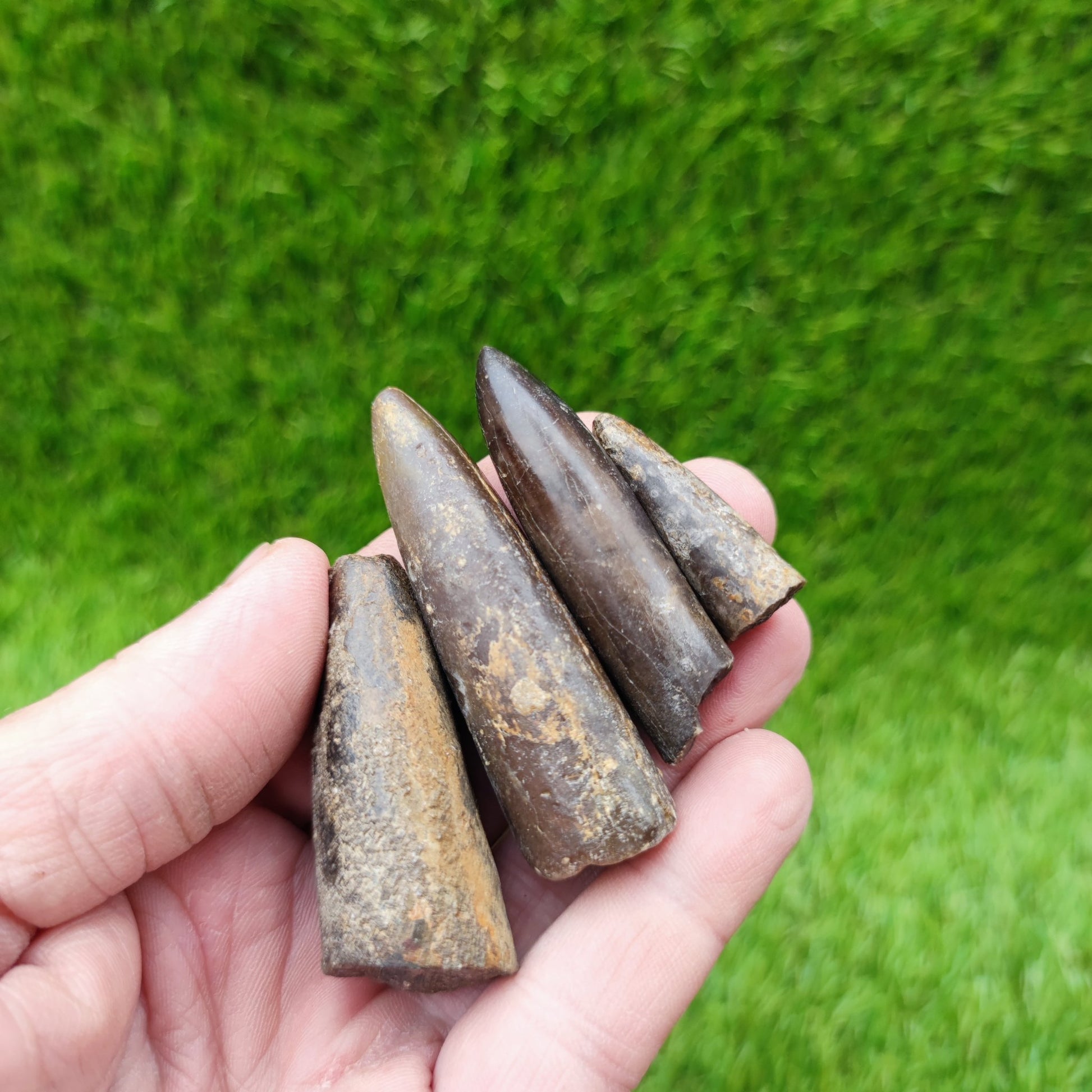 Belemnite fossil bundle of UK fossils - North Yorkshire Fossils