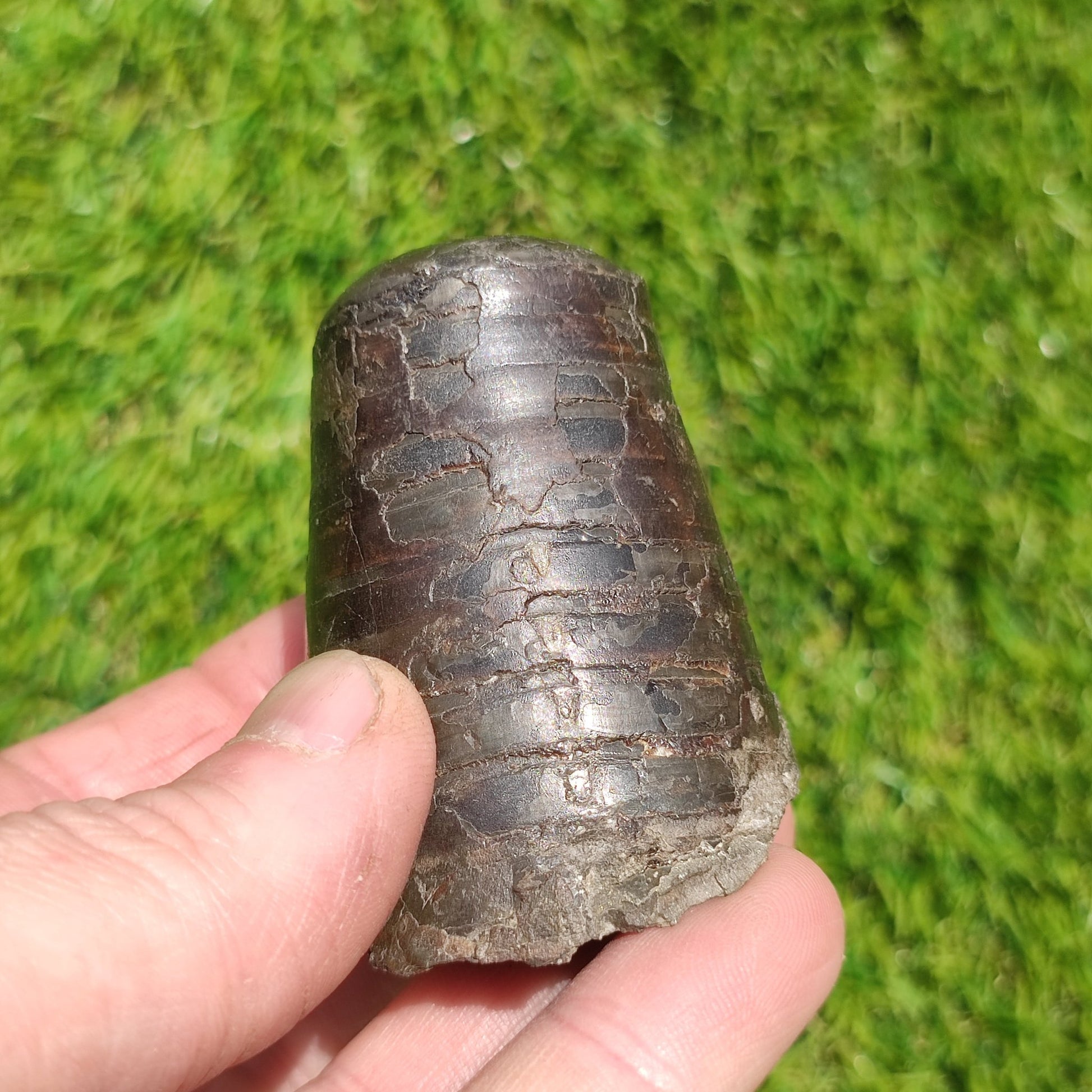 Belemnite phragmocone bundle Runswick bay Yorkshire - North Yorkshire Fossils