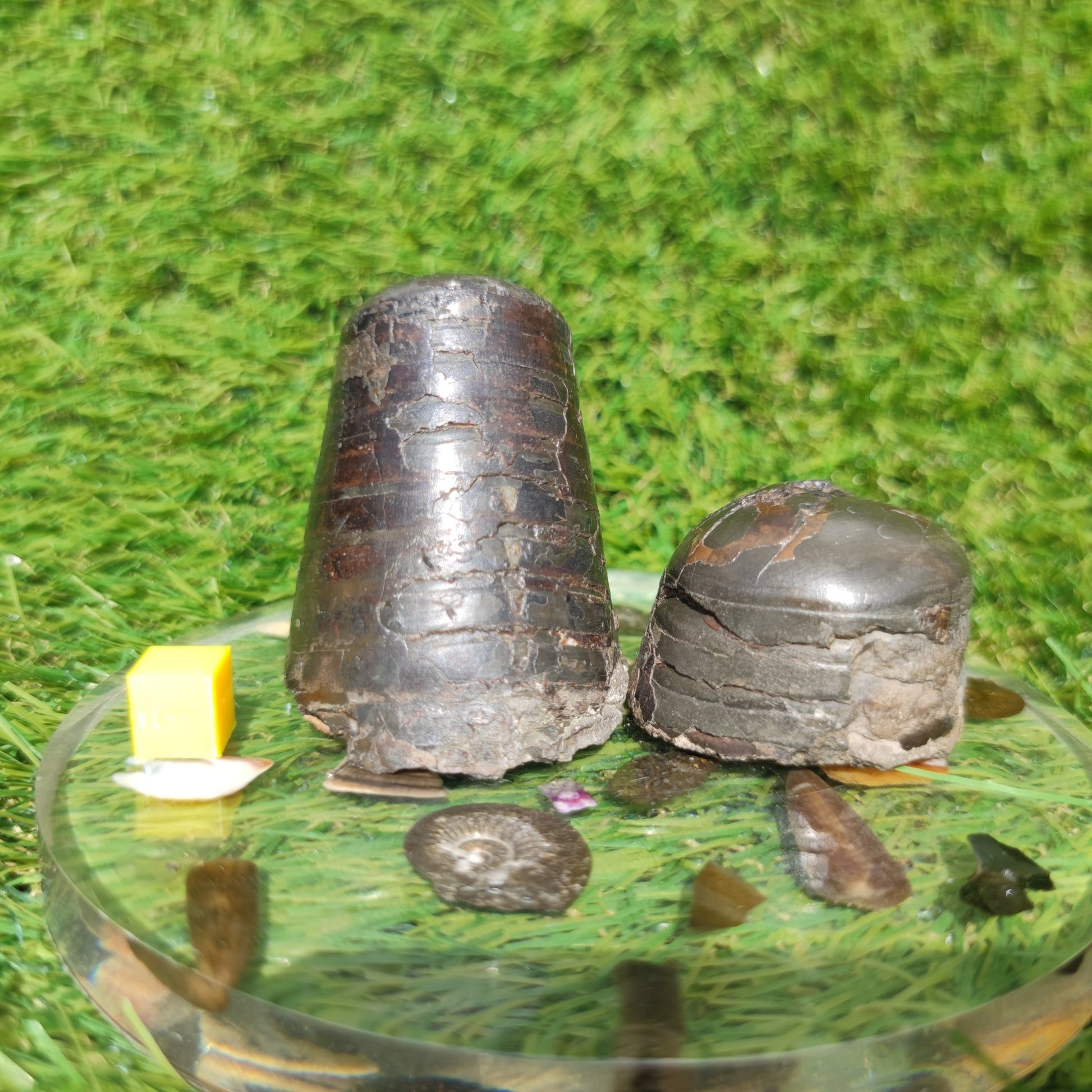 Belemnite phragmocone bundle Runswick bay Yorkshire - North Yorkshire Fossils