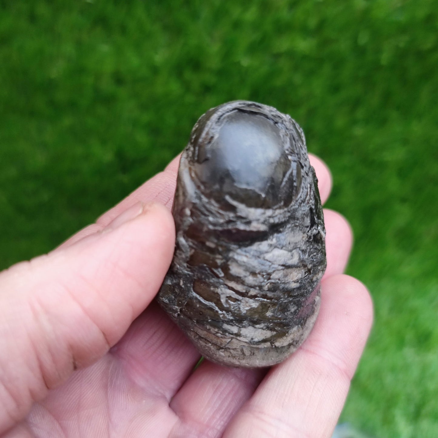 Belemnite phragmocone Yorkshire fossil - North Yorkshire Fossils