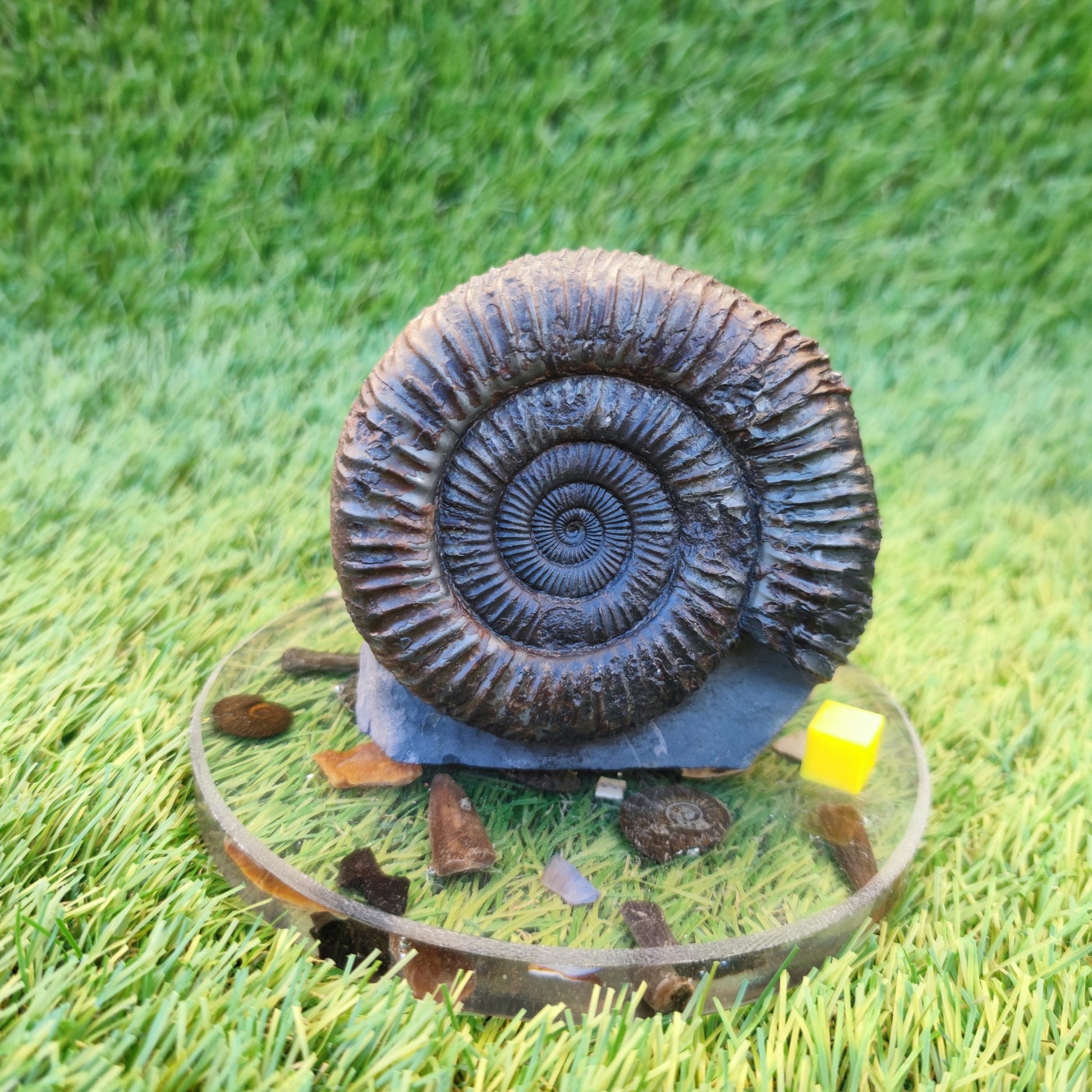 Big ammonite fossil with cut base Sandsend Yorkshire - North Yorkshire Fossils