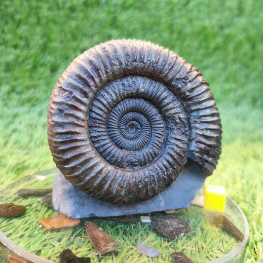 Big ammonite fossil with cut base Sandsend Yorkshire - North Yorkshire Fossils