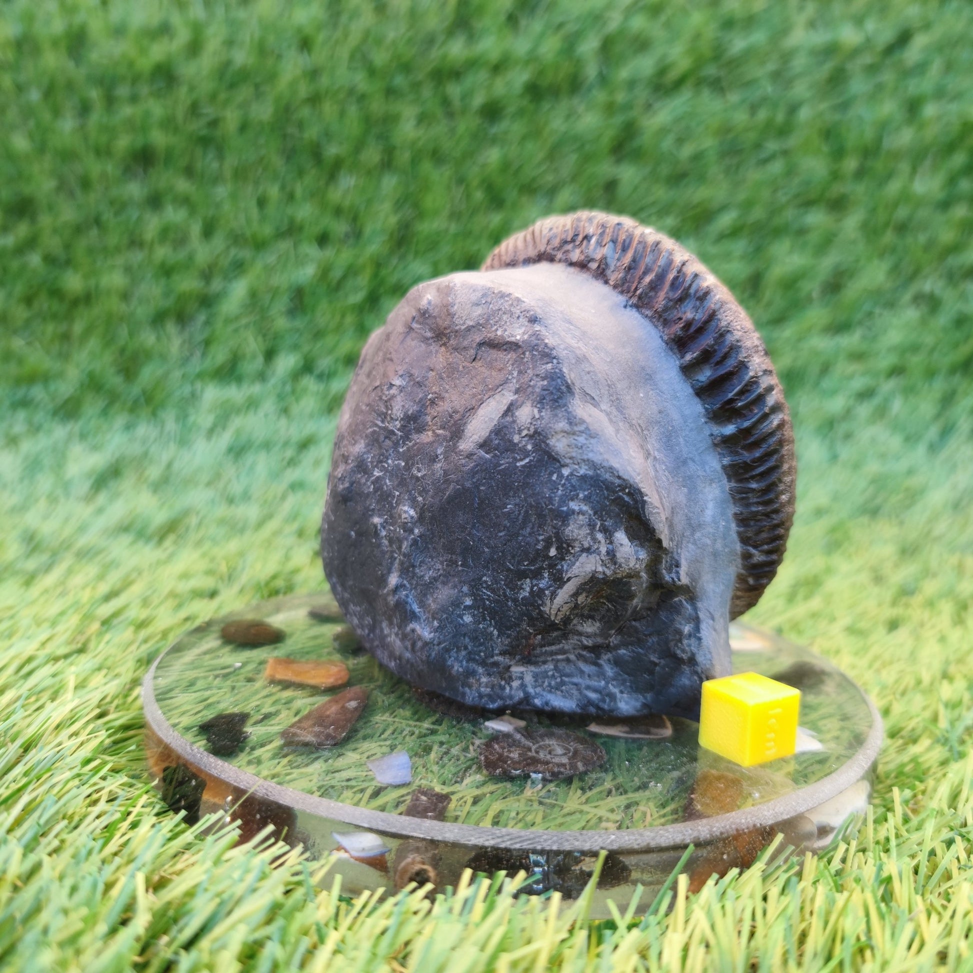Big ammonite fossil with cut base Sandsend Yorkshire - North Yorkshire Fossils