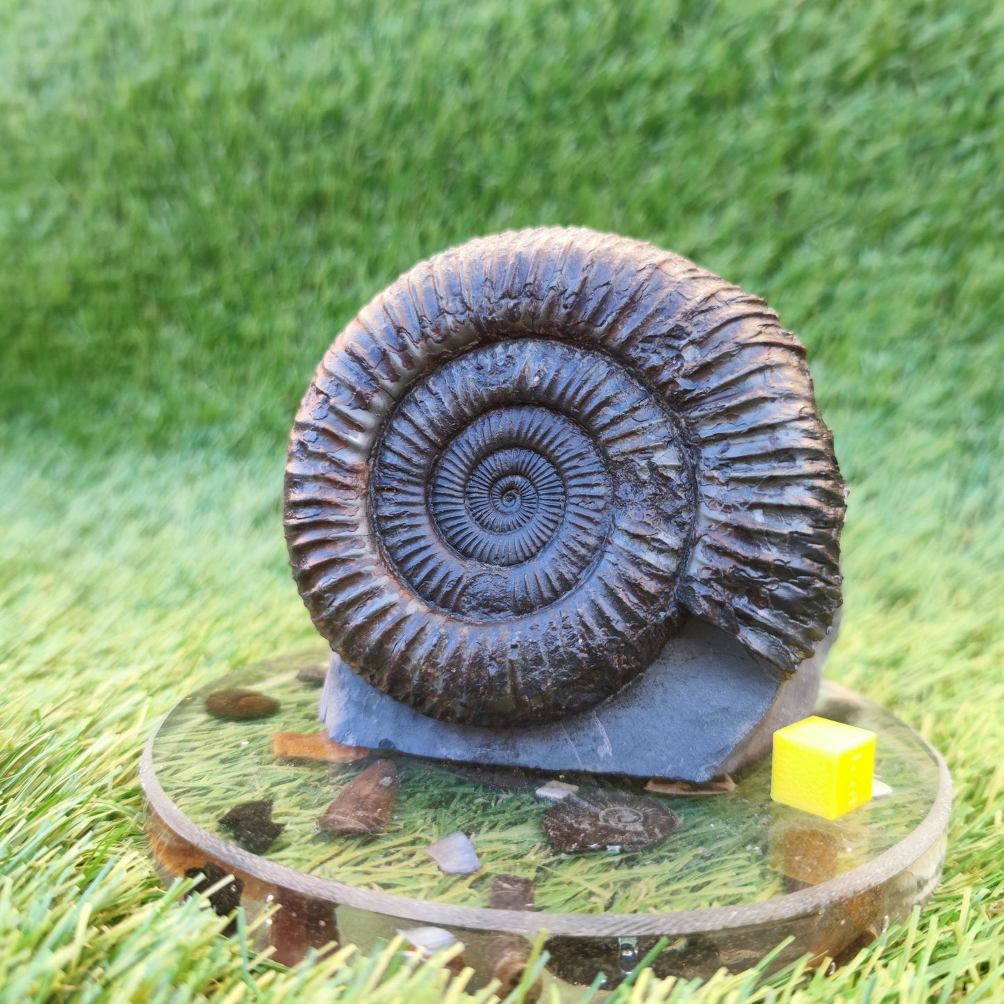 Big ammonite fossil with cut base Sandsend Yorkshire - North Yorkshire Fossils