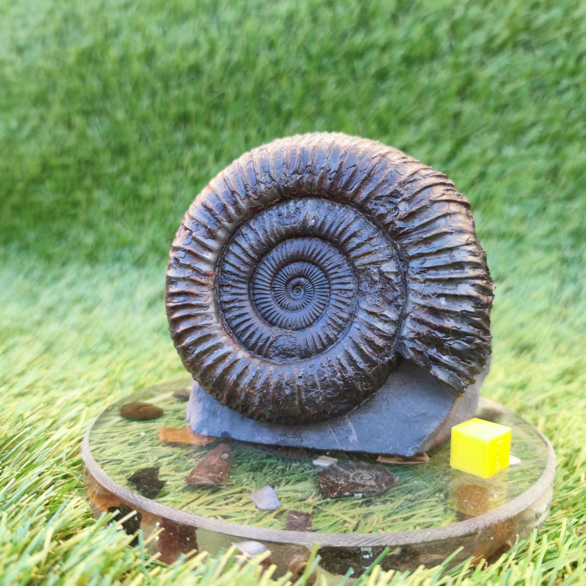 Big ammonite fossil with cut base Sandsend Yorkshire - North Yorkshire Fossils