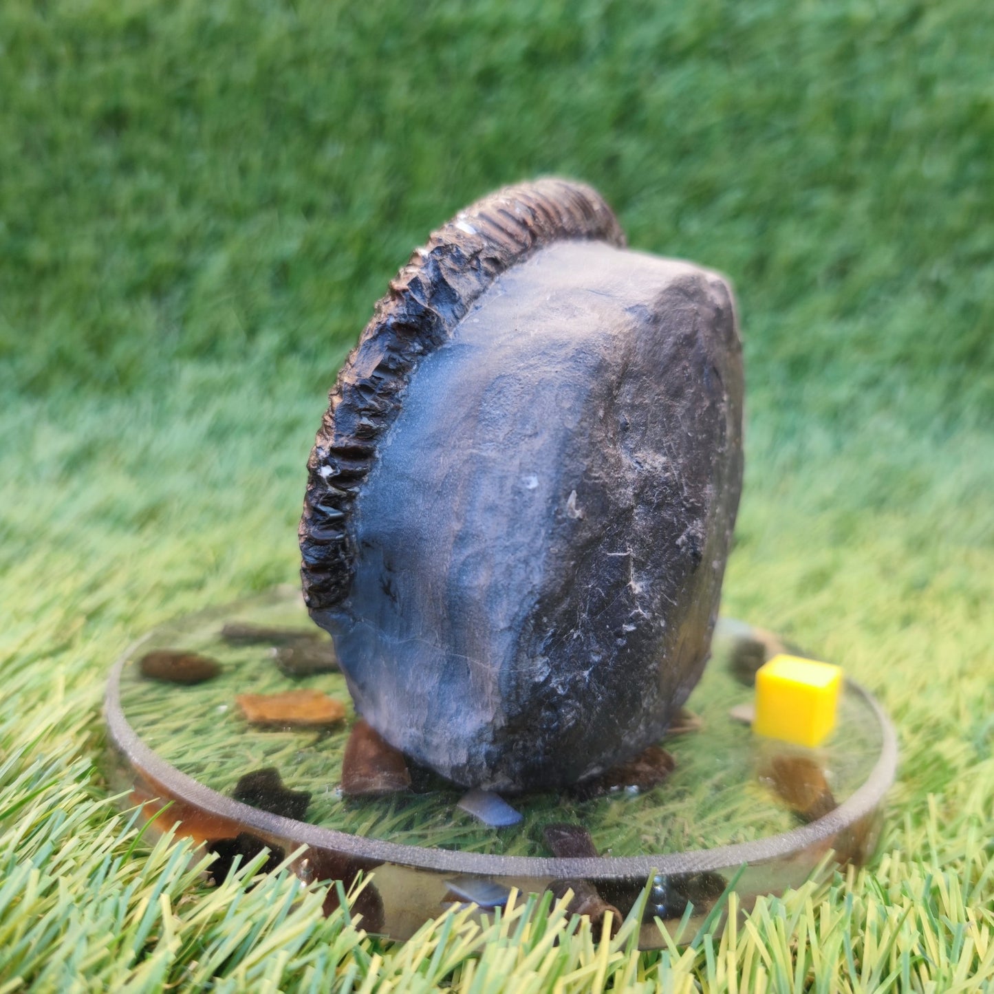 Big ammonite fossil with cut base Sandsend Yorkshire - North Yorkshire Fossils
