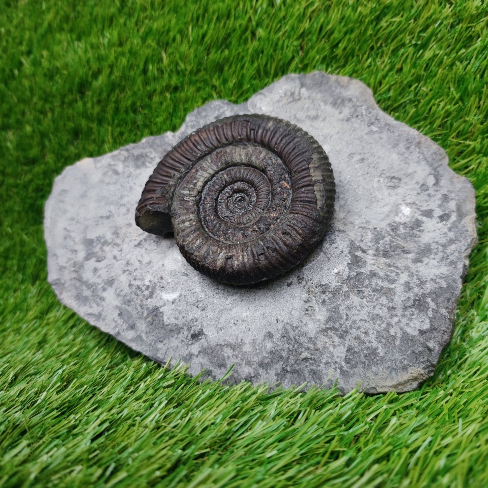 Big dactylioceras ammonite fossil display piece Whitby Jurassic coast - North Yorkshire Fossils