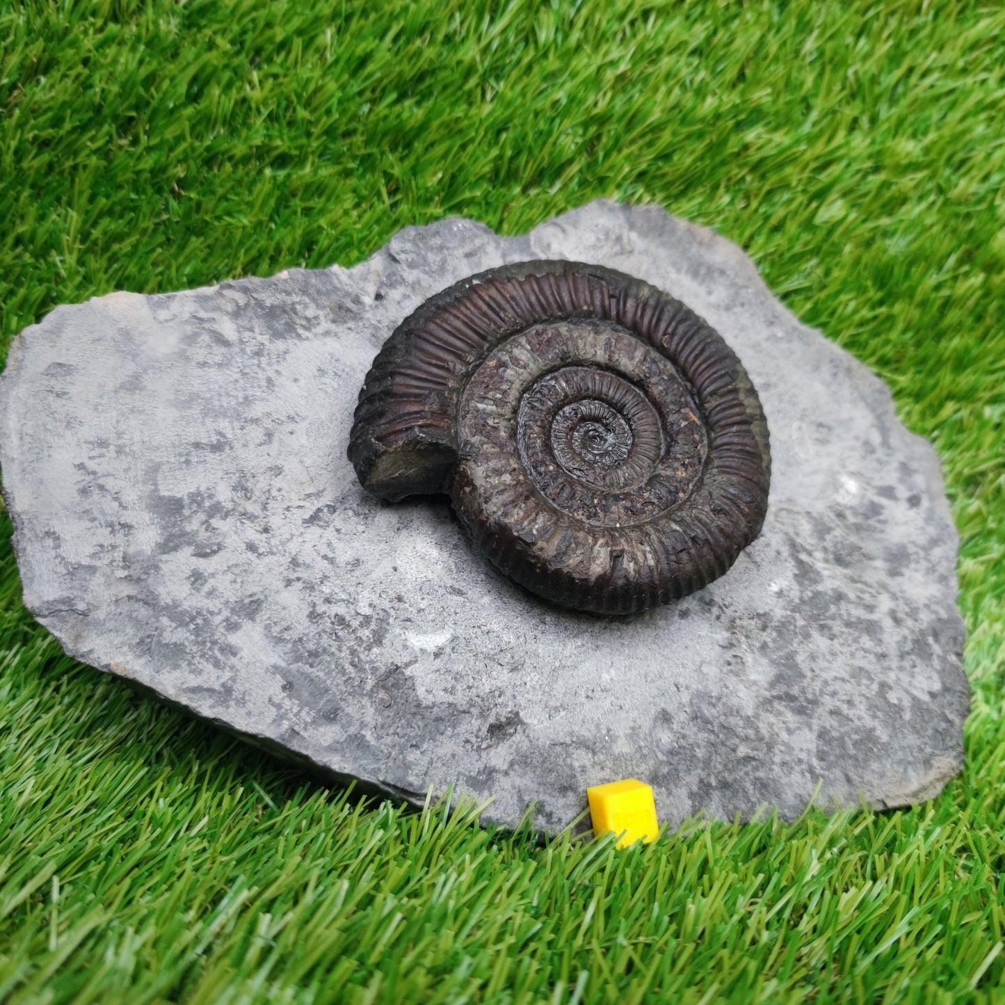 Big dactylioceras ammonite fossil display piece Whitby Jurassic coast - North Yorkshire Fossils