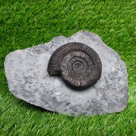Big dactylioceras ammonite fossil display piece Whitby Jurassic coast - North Yorkshire Fossils