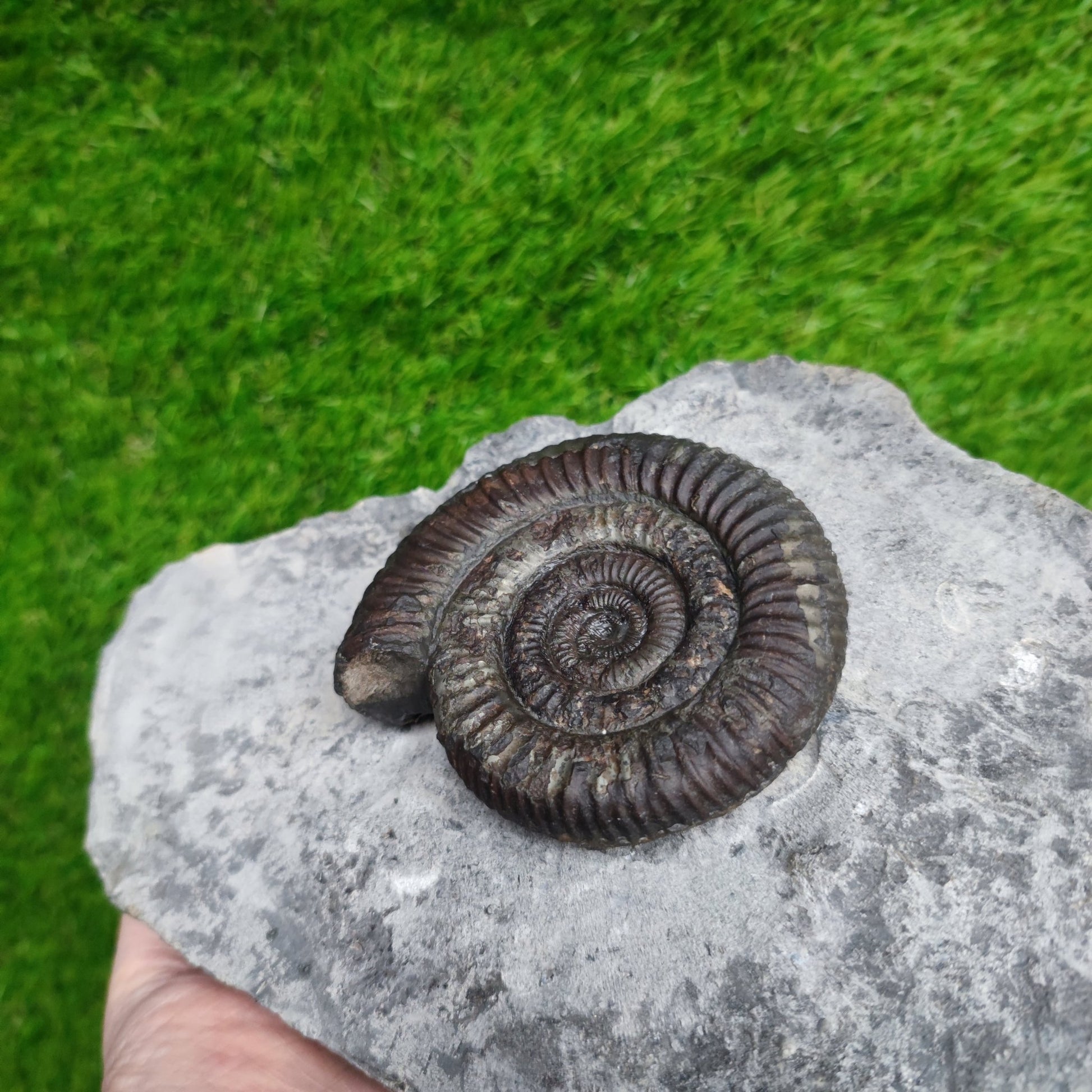 Big dactylioceras ammonite fossil display piece Whitby Jurassic coast - North Yorkshire Fossils