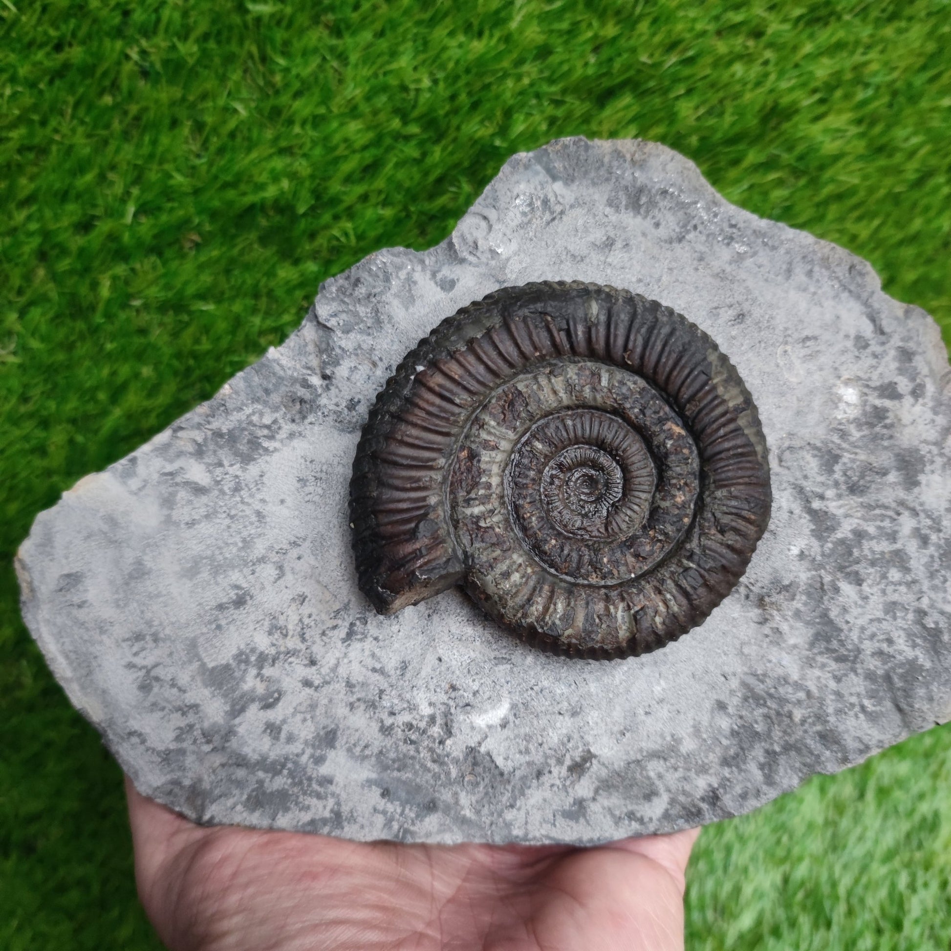 Big dactylioceras ammonite fossil display piece Whitby Jurassic coast - North Yorkshire Fossils