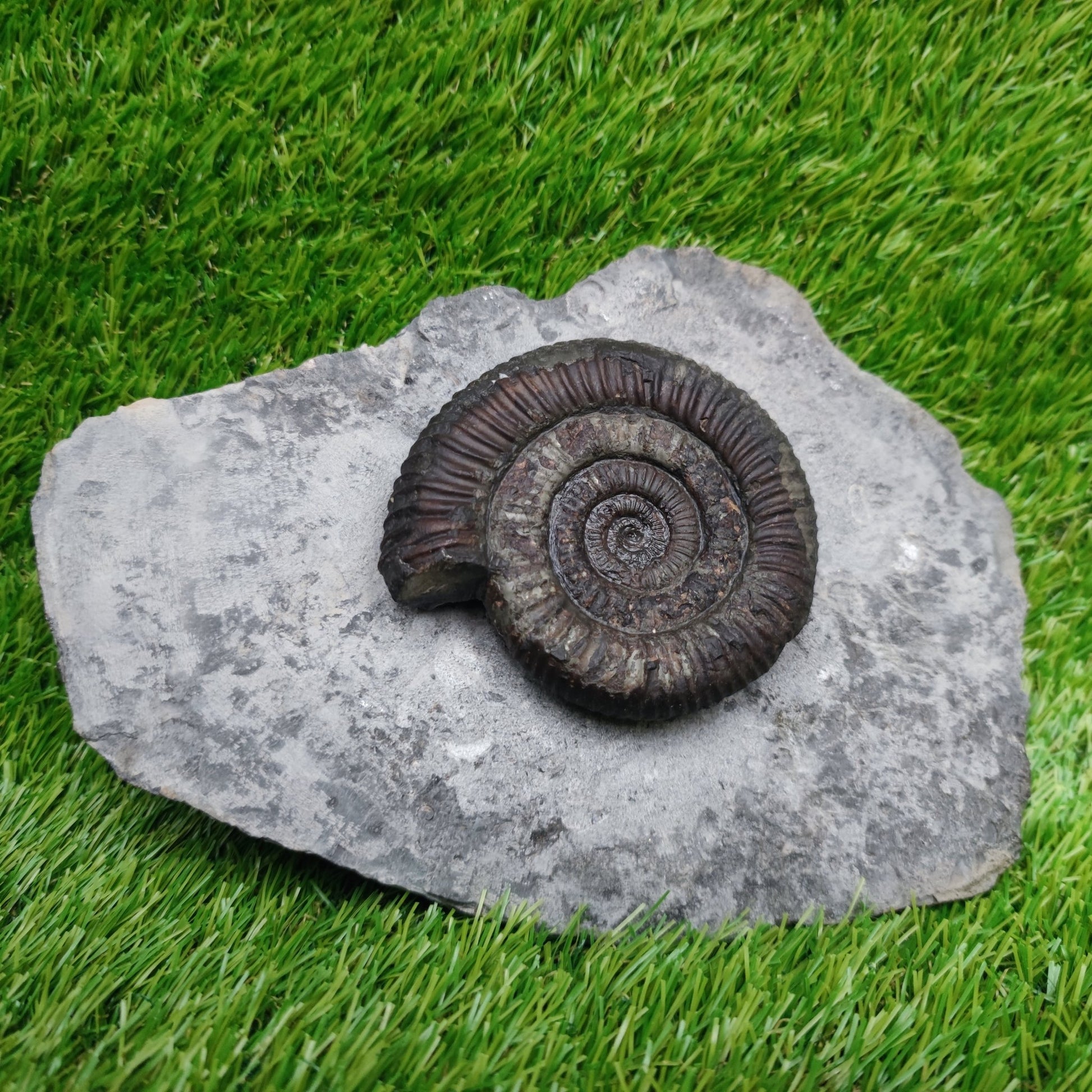 Big dactylioceras ammonite fossil display piece Whitby Jurassic coast - North Yorkshire Fossils