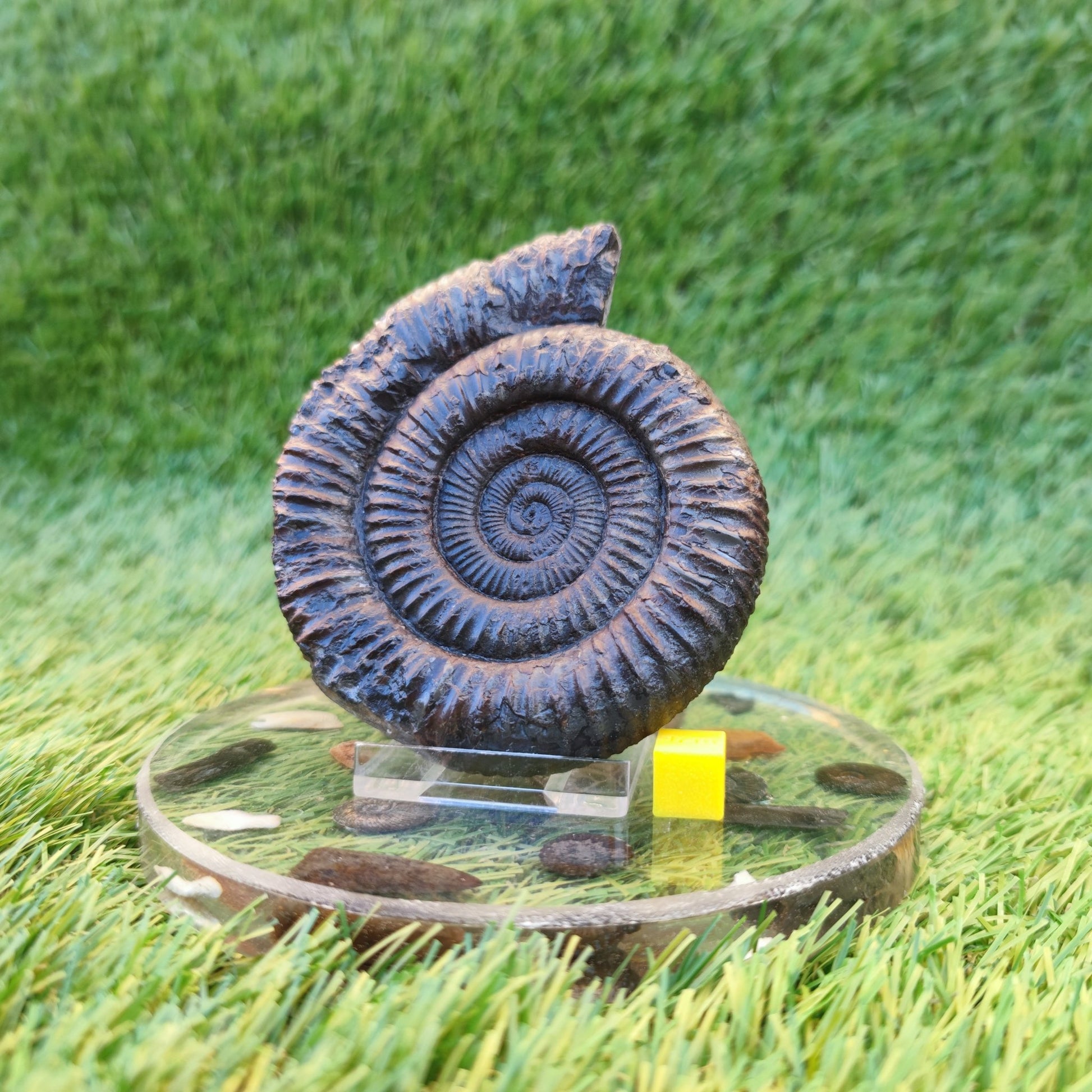 Big Dactylioceras ammonite fossil Port Mulgrave Yorkshire - North Yorkshire Fossils