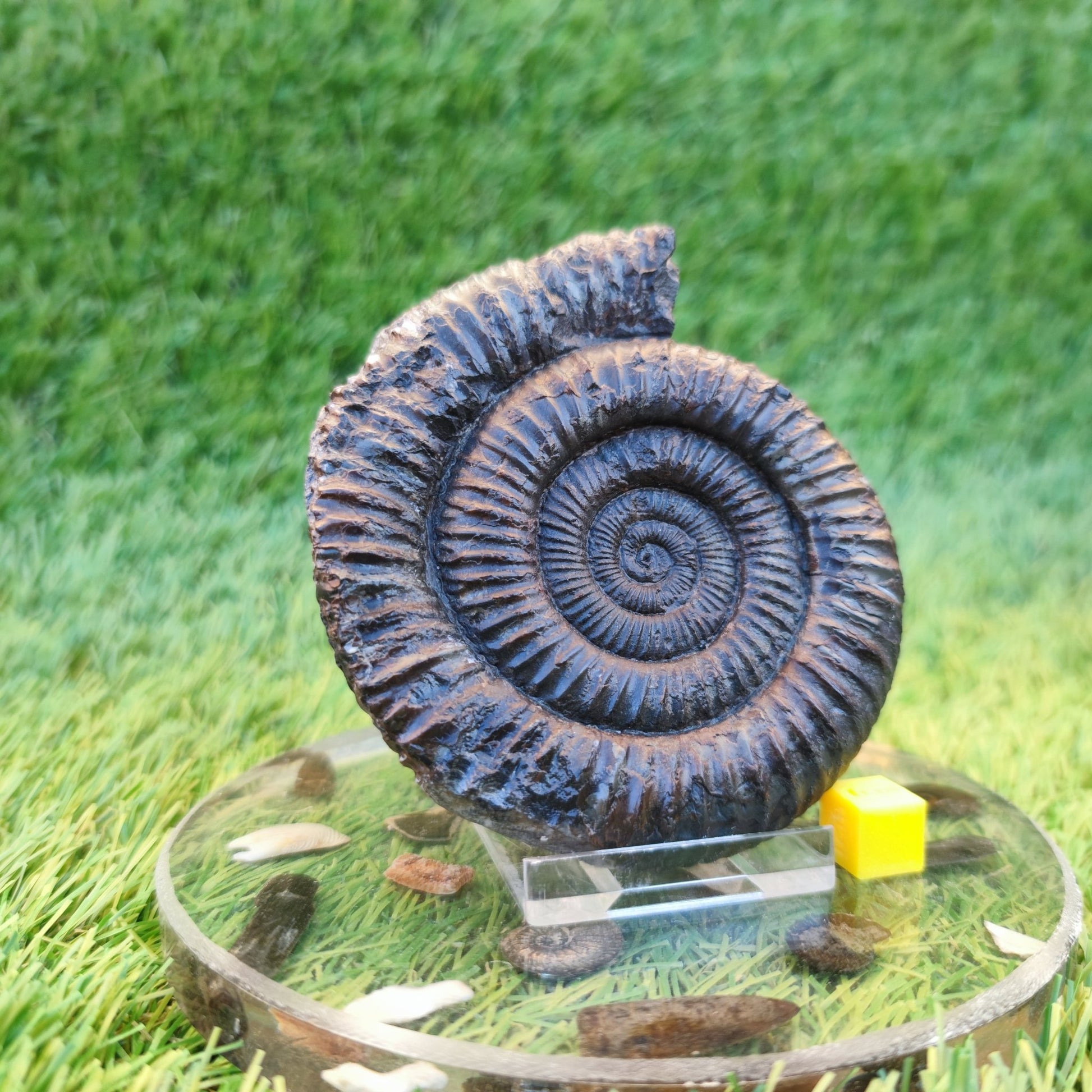 Big Dactylioceras ammonite fossil Port Mulgrave Yorkshire - North Yorkshire Fossils