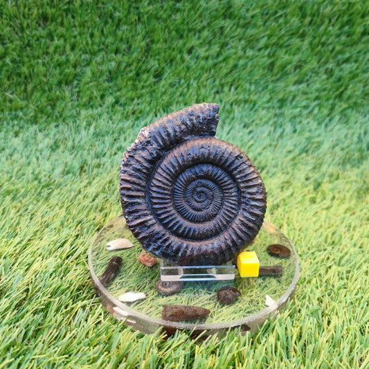 Big Dactylioceras ammonite fossil Port Mulgrave Yorkshire - North Yorkshire Fossils