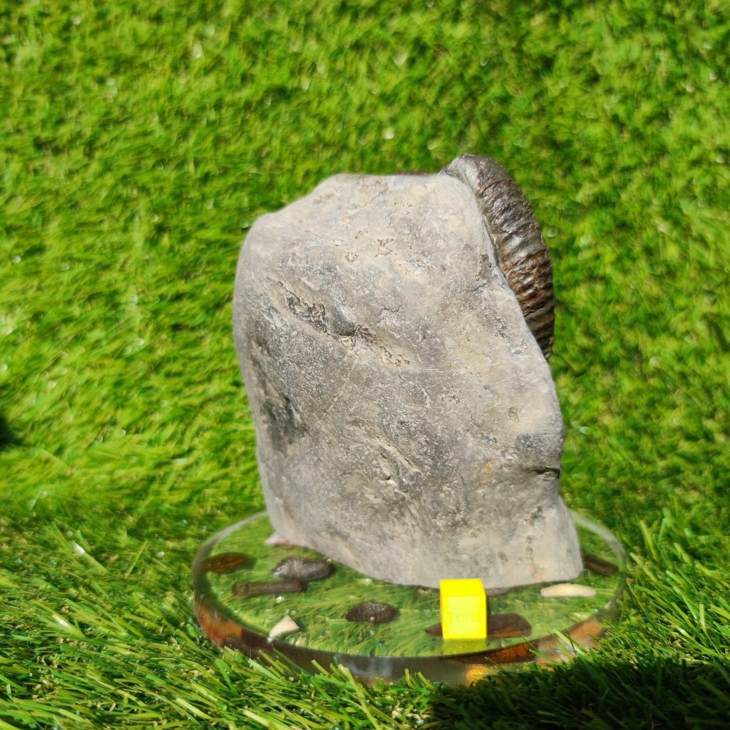 Big dactylioceras ammonite fosssil Whitby on cut base - North Yorkshire Fossils