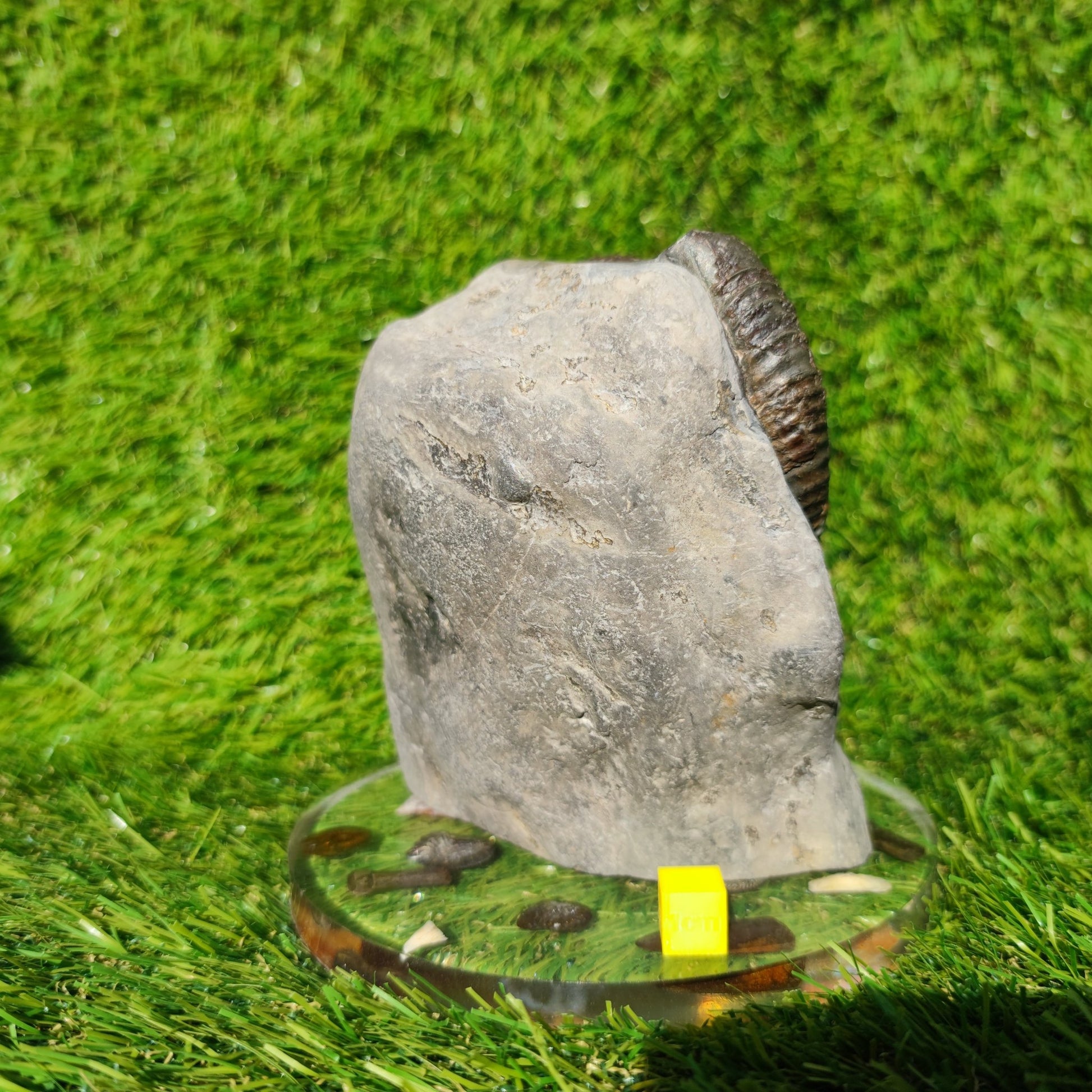 Big dactylioceras ammonite fosssil Whitby on cut base - North Yorkshire Fossils