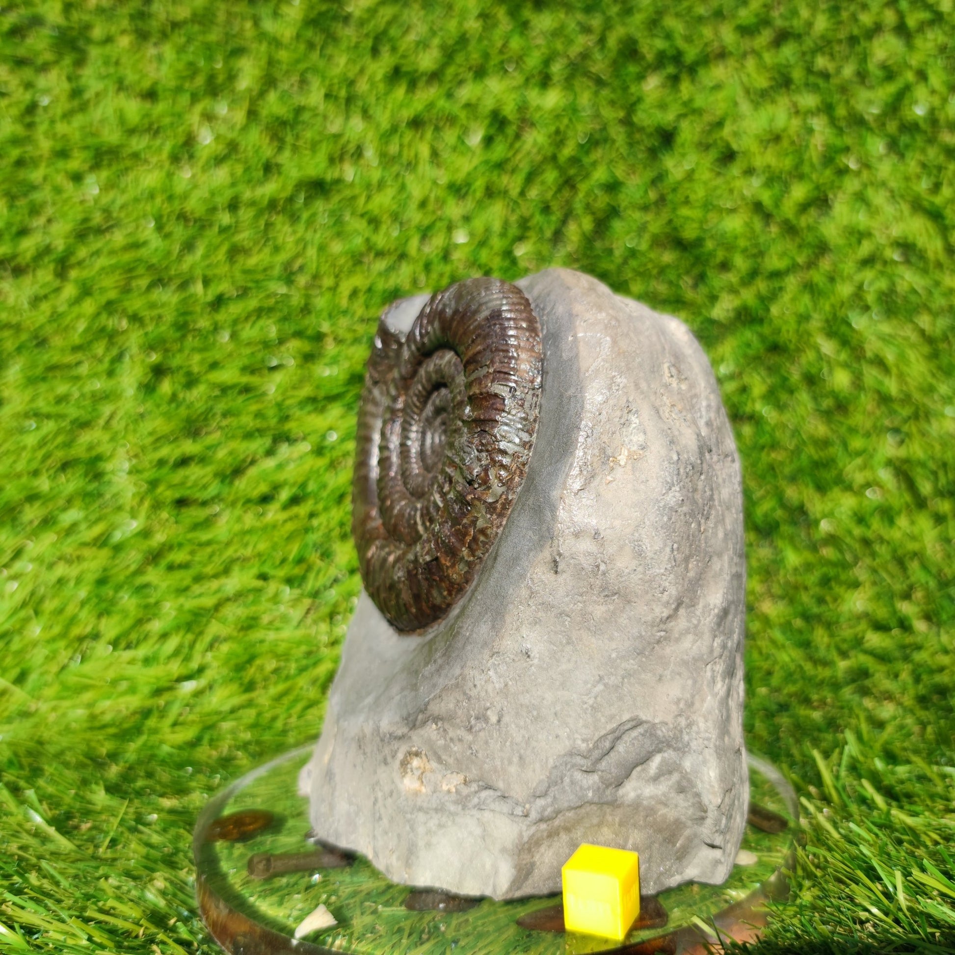 Big dactylioceras ammonite fosssil Whitby on cut base - North Yorkshire Fossils