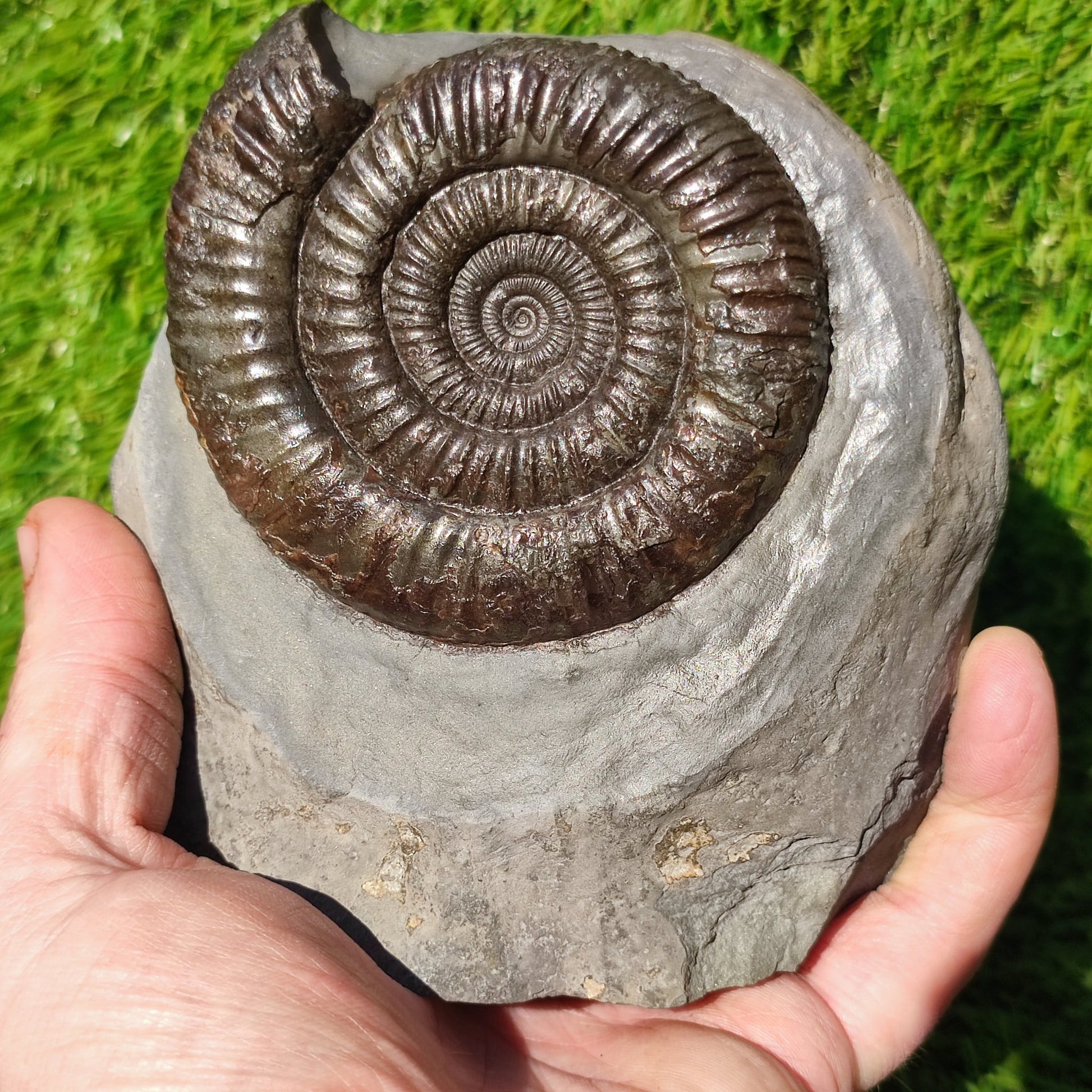Big dactylioceras ammonite fosssil Whitby on cut base - North Yorkshire Fossils