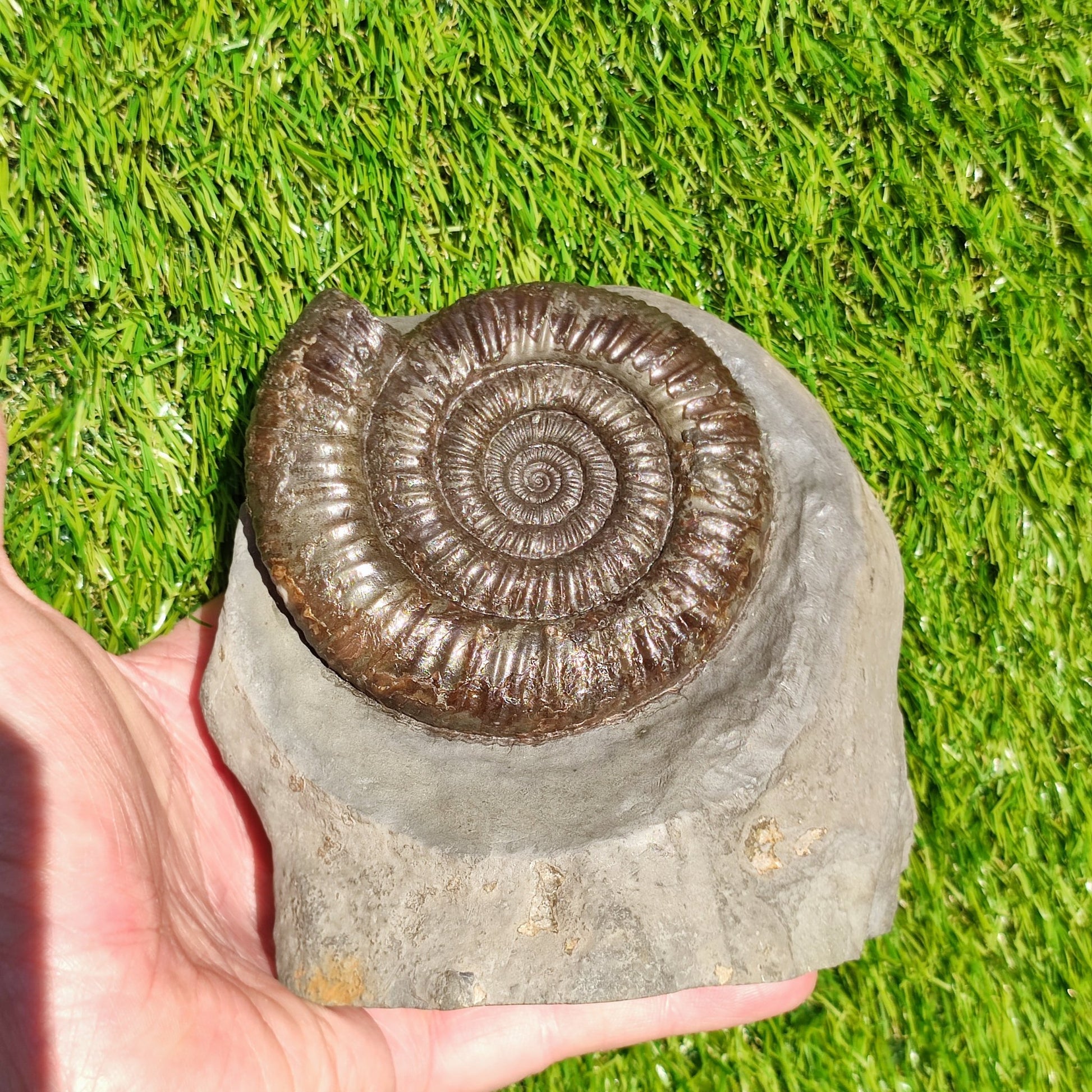 Big dactylioceras ammonite fosssil Whitby on cut base - North Yorkshire Fossils