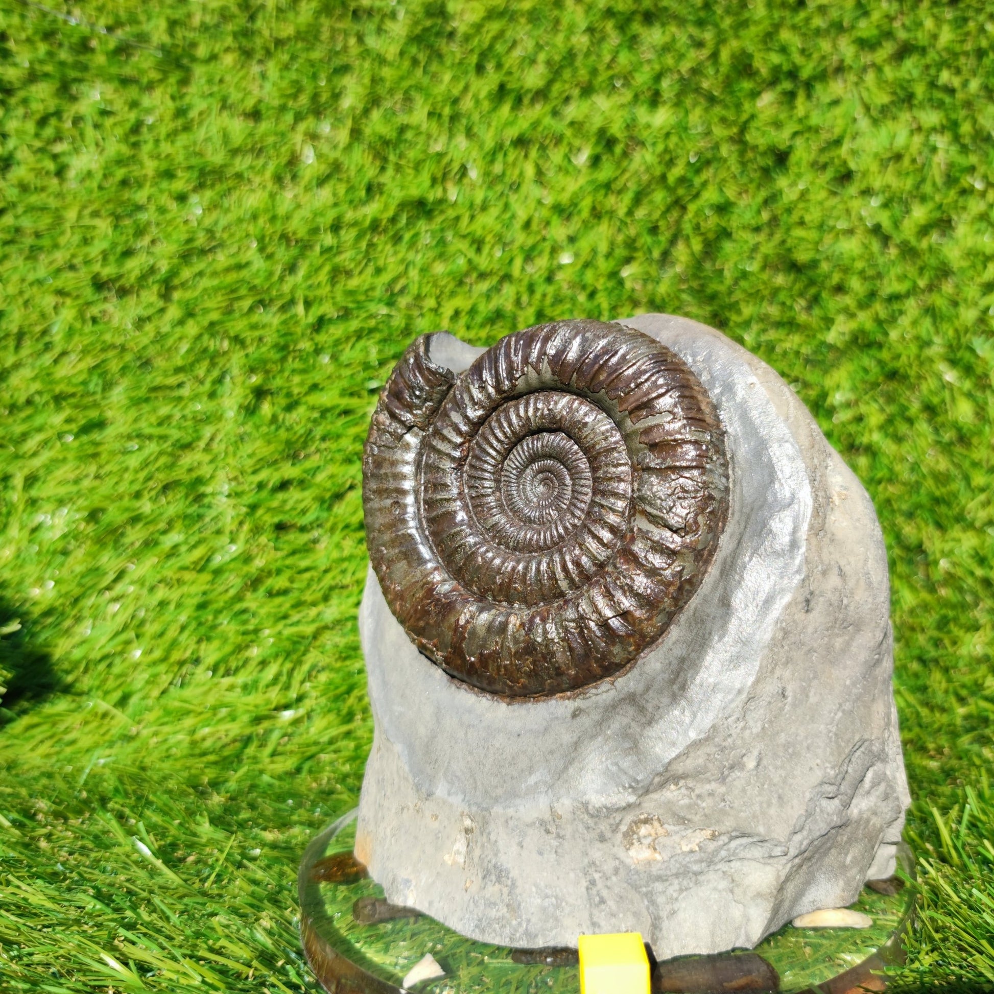 Big dactylioceras ammonite fosssil Whitby on cut base - North Yorkshire Fossils